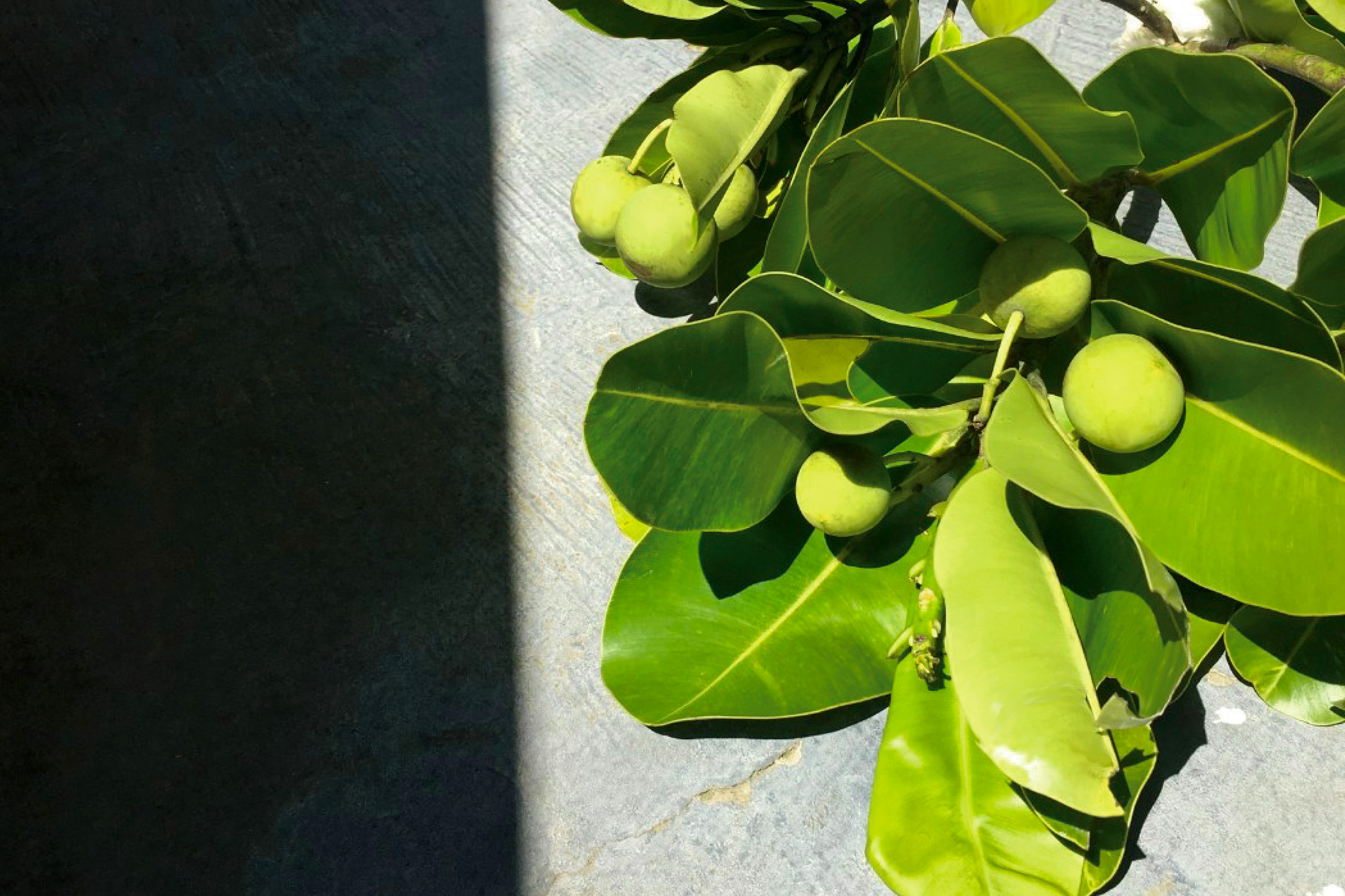 【タマヌオイルって何?】ハワイの美容成分と先端科学が融合したフェイスマスク