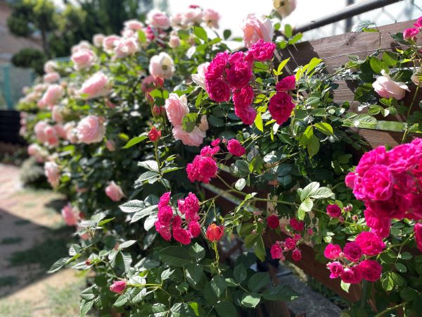BLOG　2024/6/3　「ありがとうございました！＆新たな挑戦！」　Roses mapたより