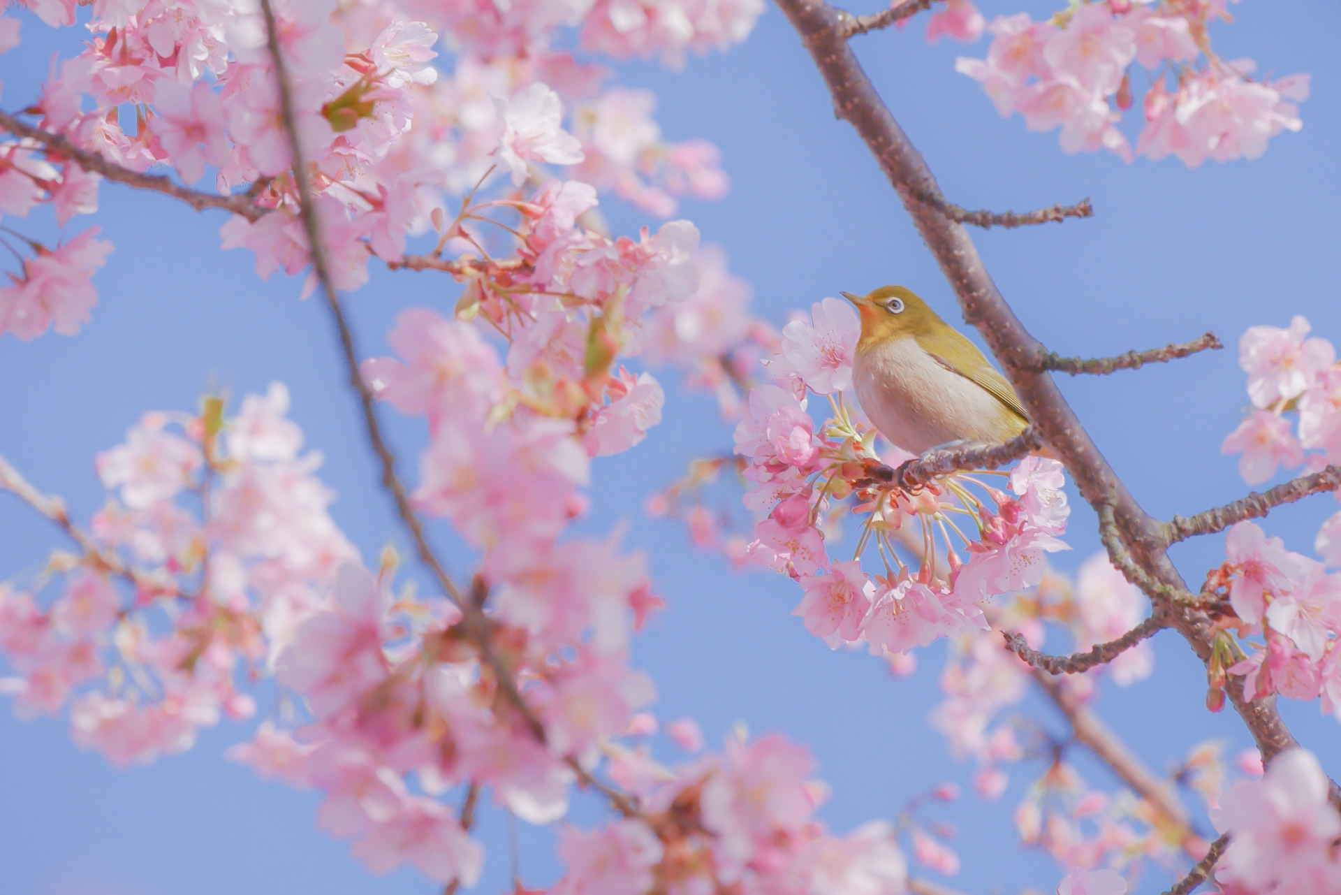 ただ楽しもう
