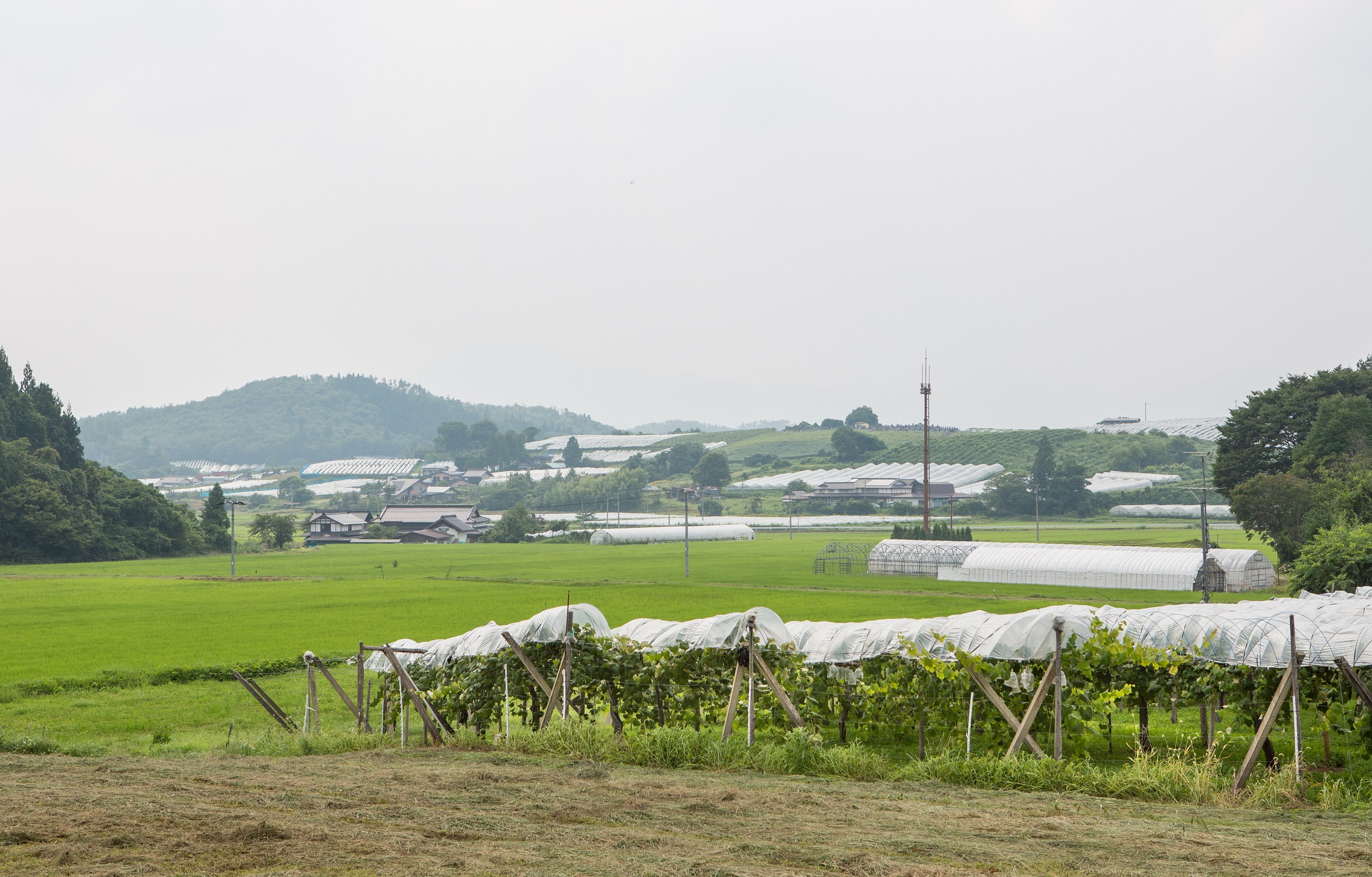 産直とぶどうのまち岩手県紫波町