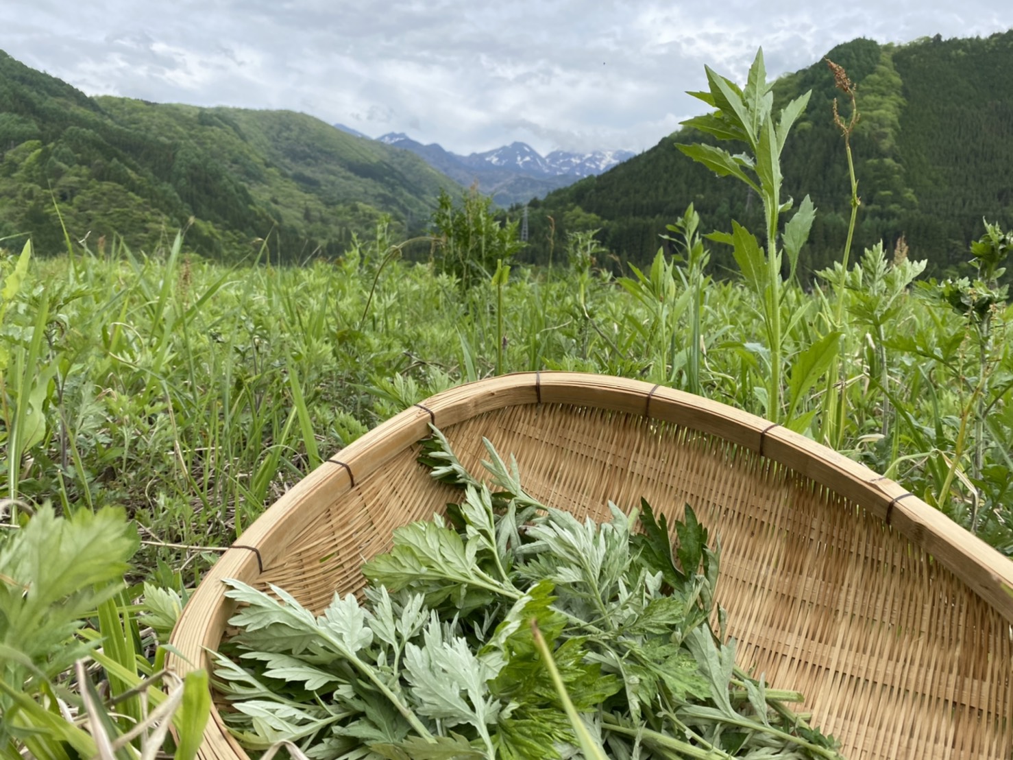 お待たせしました。新よもぎ茶販売開始