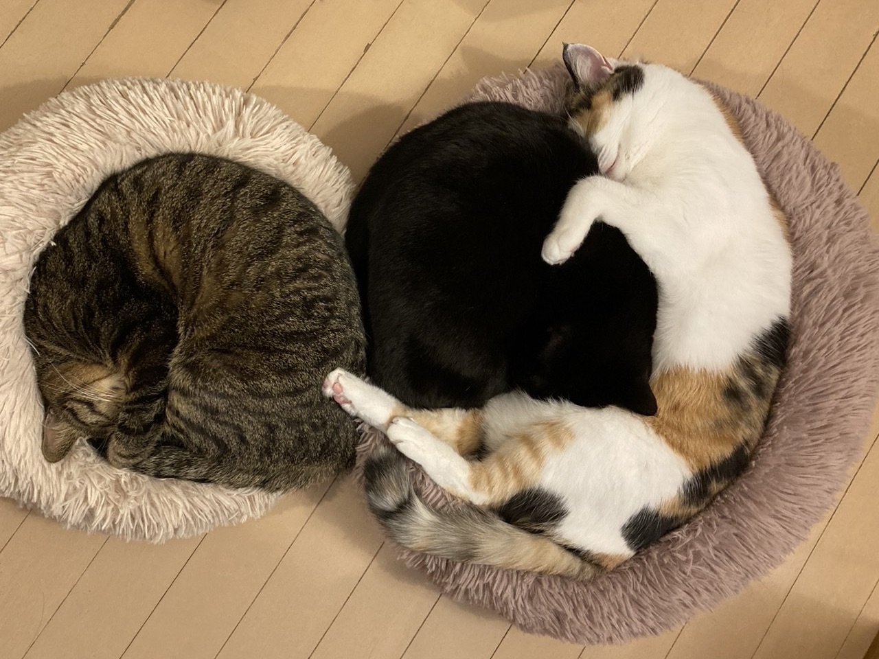 どこから来たのか、どこへ行くのか