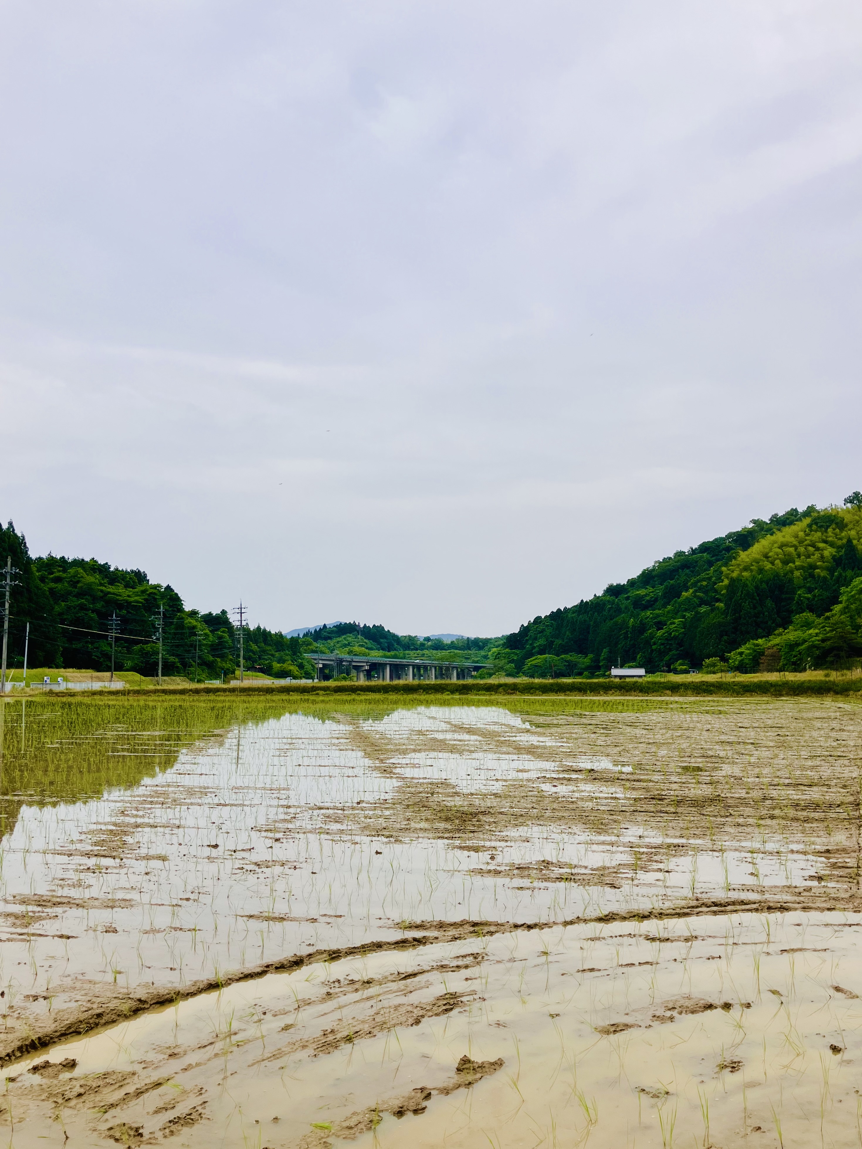 京式部 田植え〆