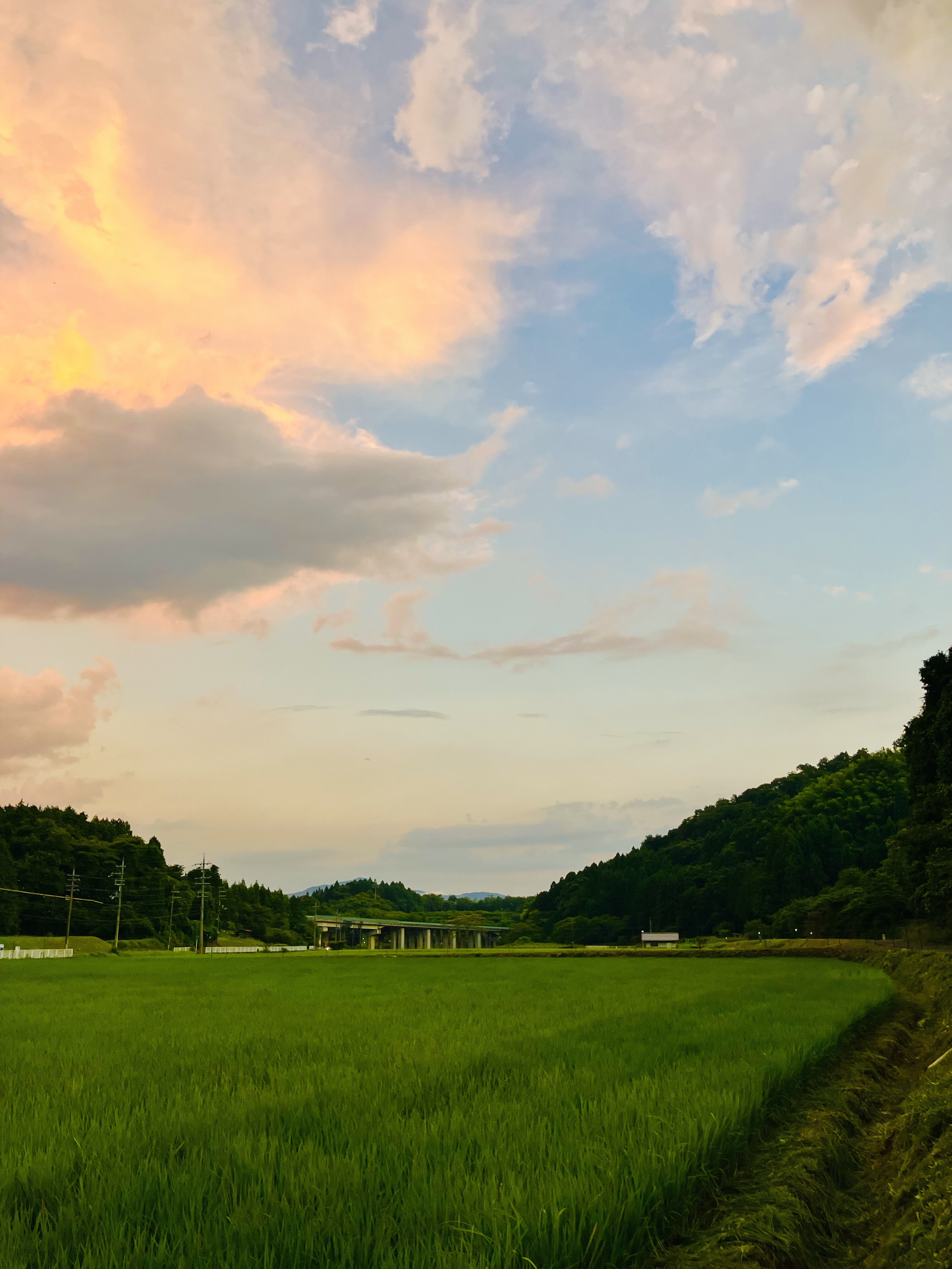 日々是草日★