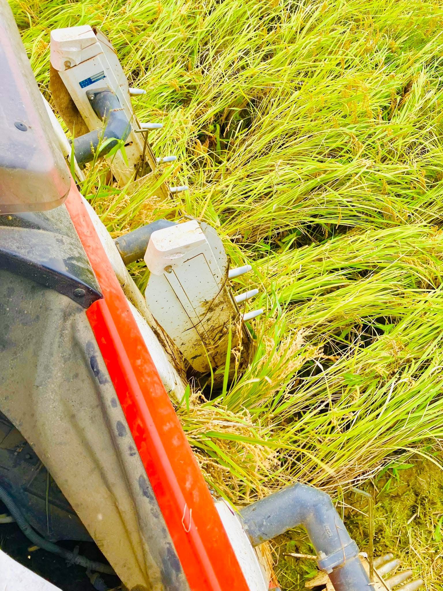 ミルキークイーン 稲刈り！