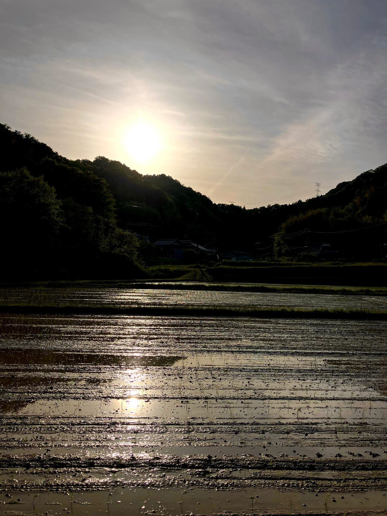 田植え開幕♬