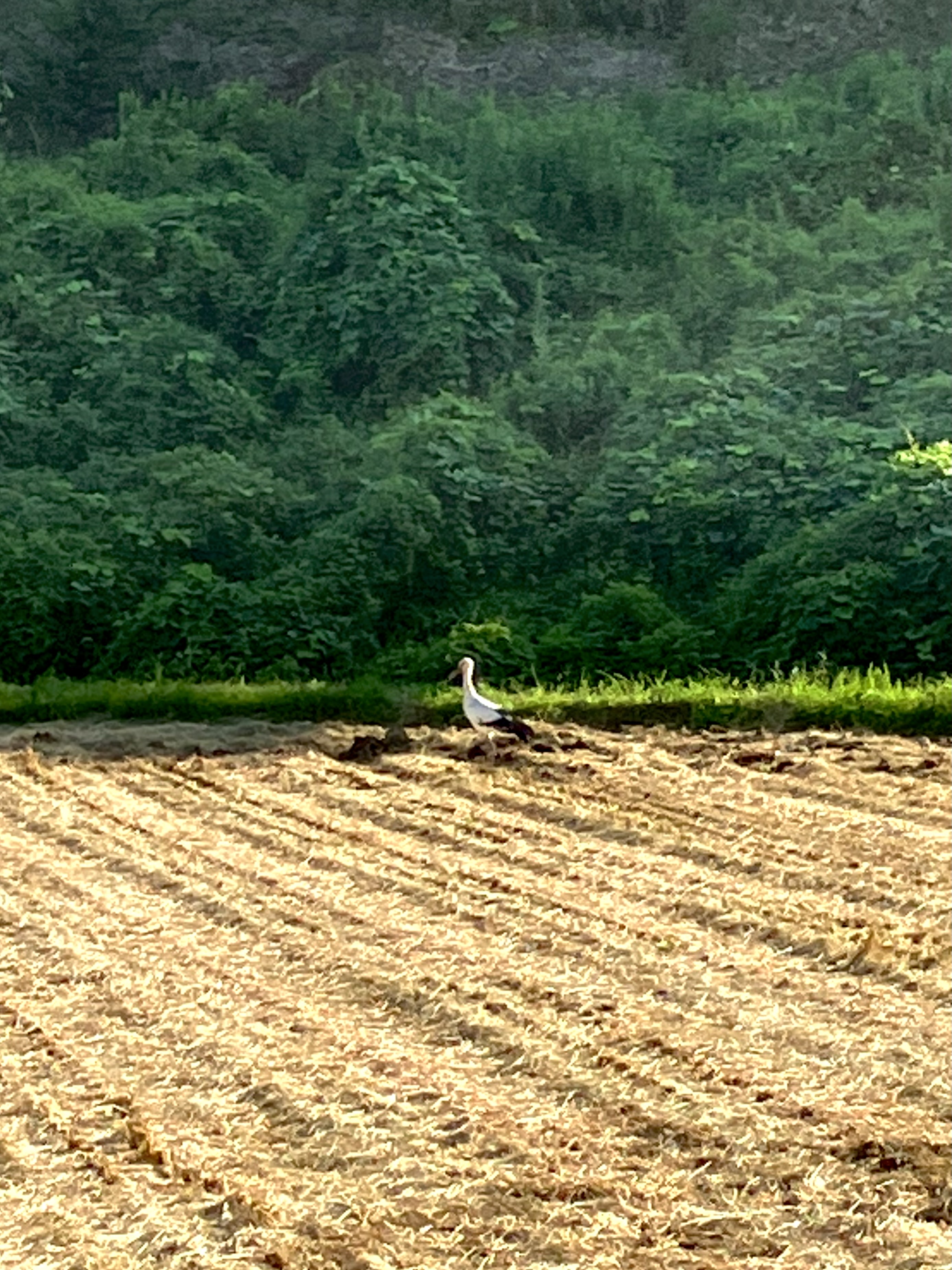 コウノトリ♬