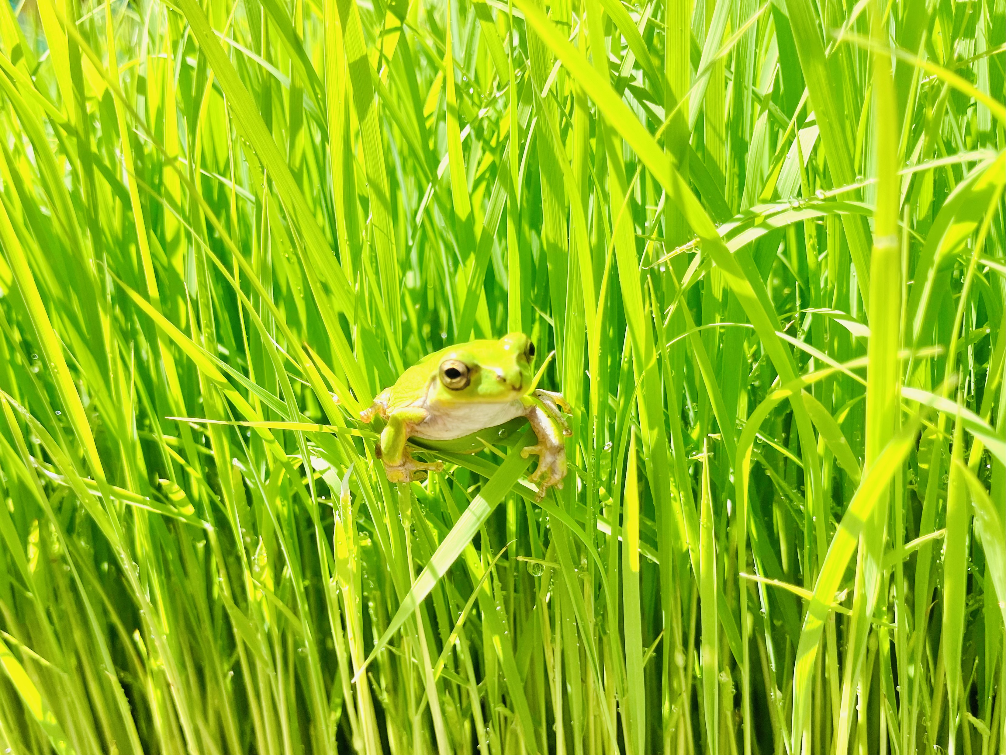 ニホンアマガエル♬