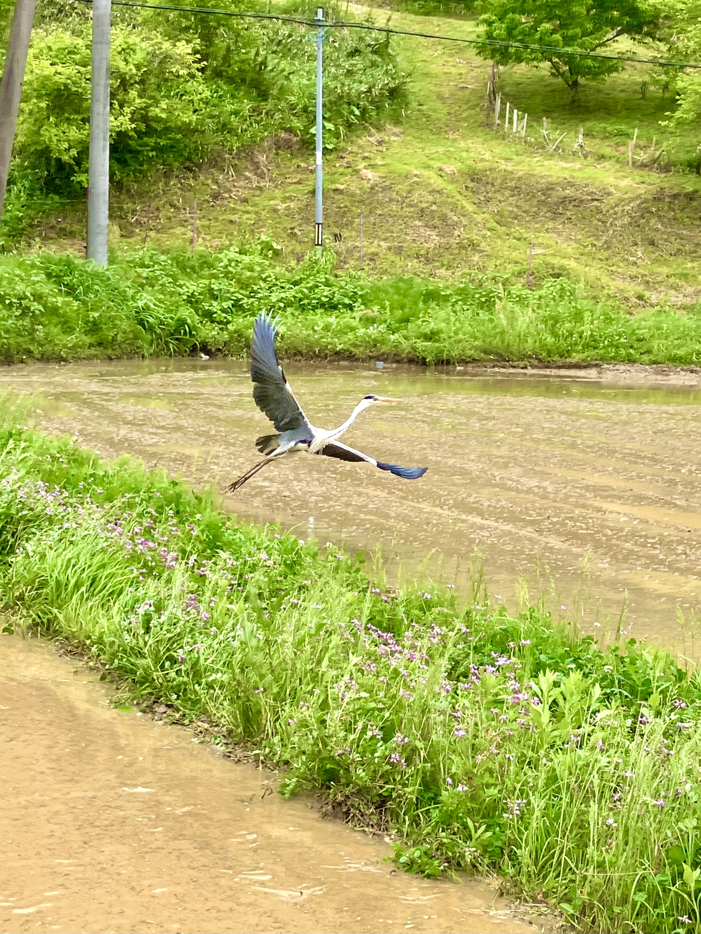 ロータリーで代掻き♬