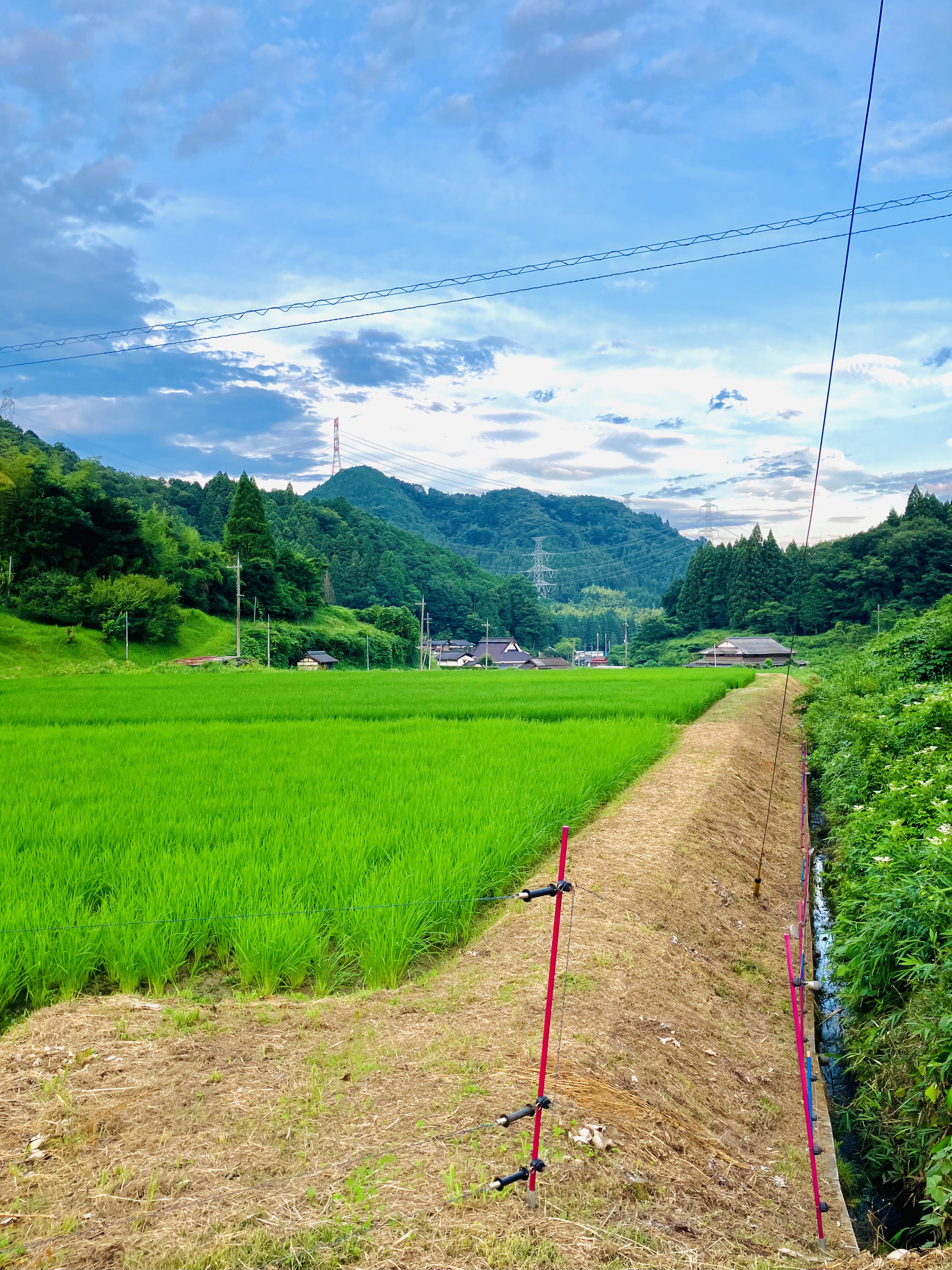 星原川左岸 草刈り〆