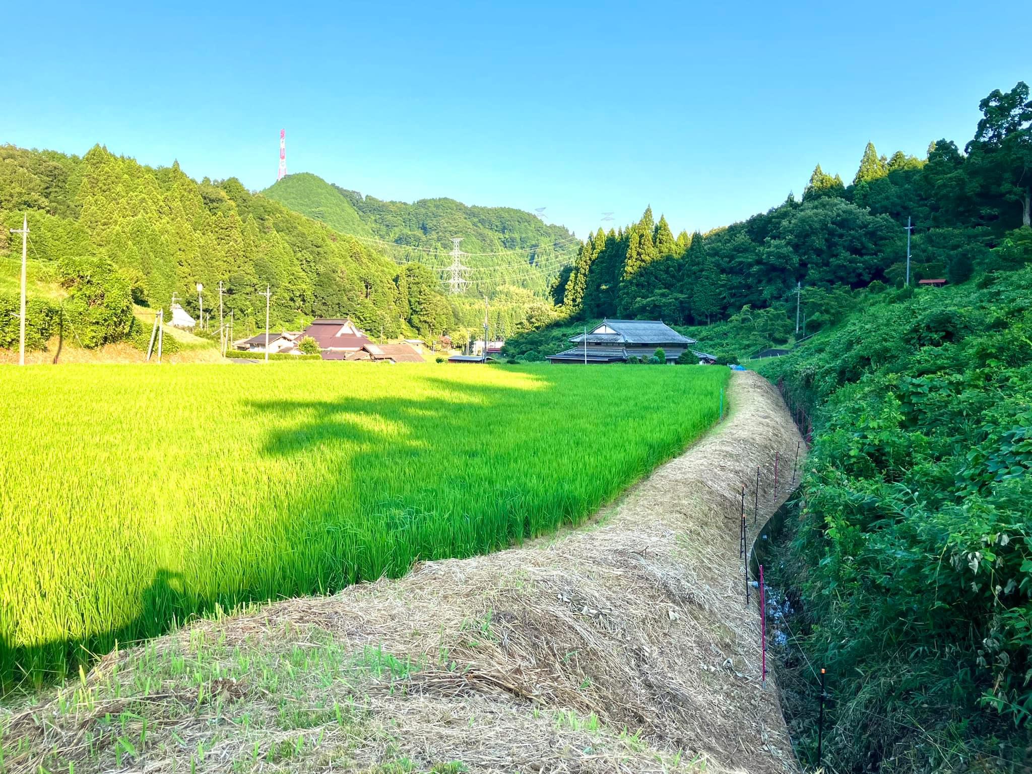 星原川左岸 草刈り & 電気柵再展張〆