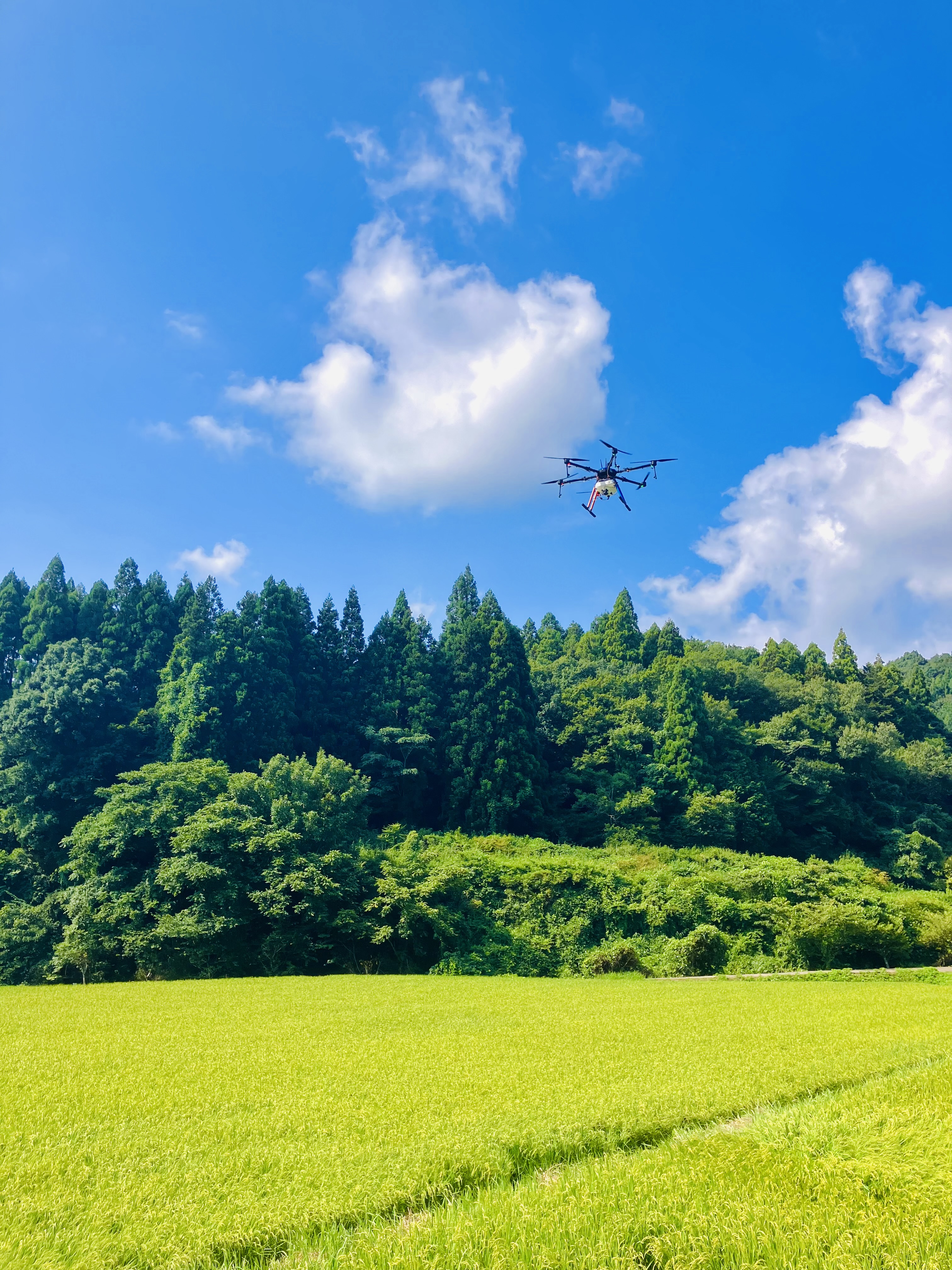 カメムシ防除〆