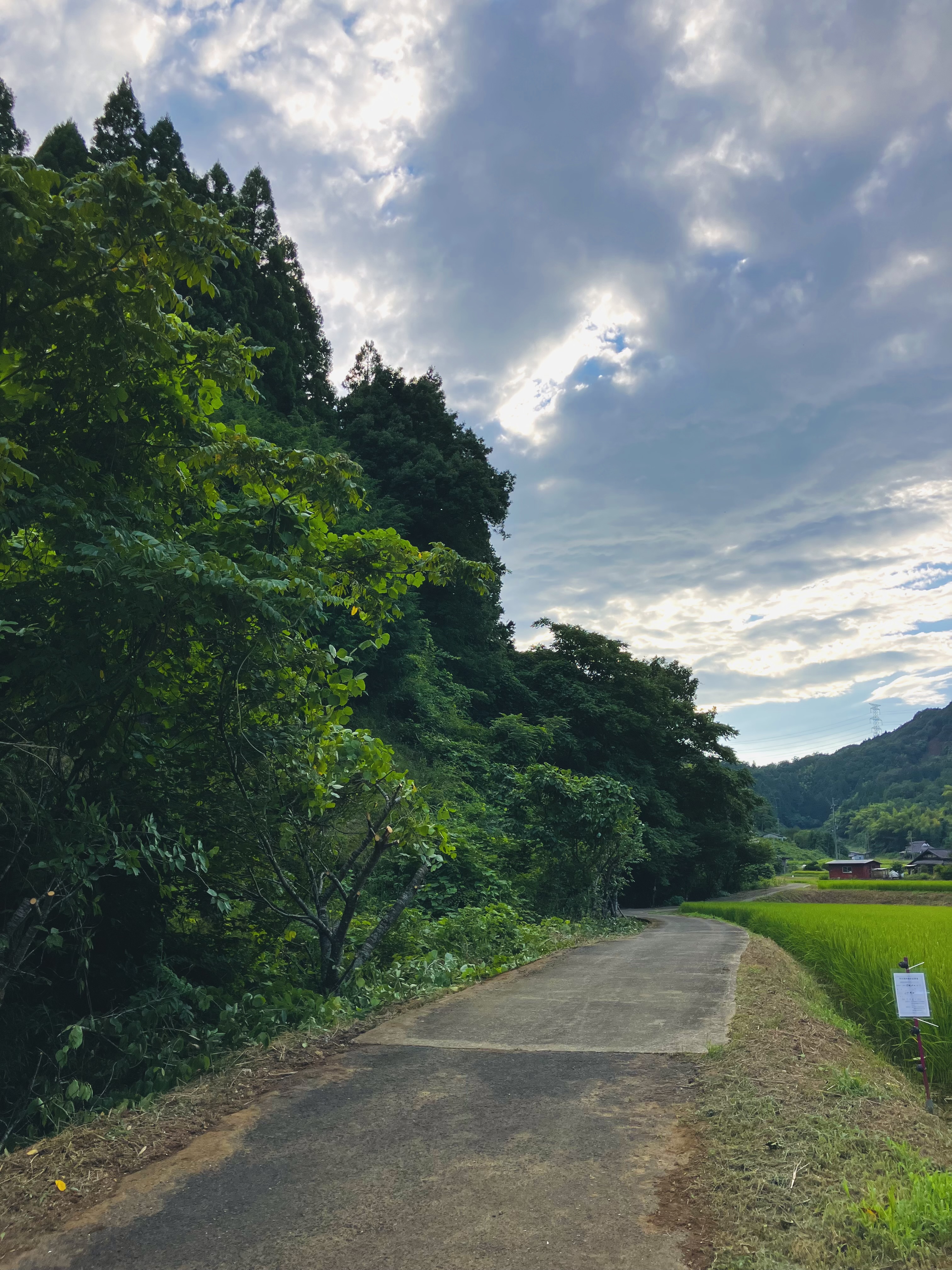 星原川左岸 伐採！