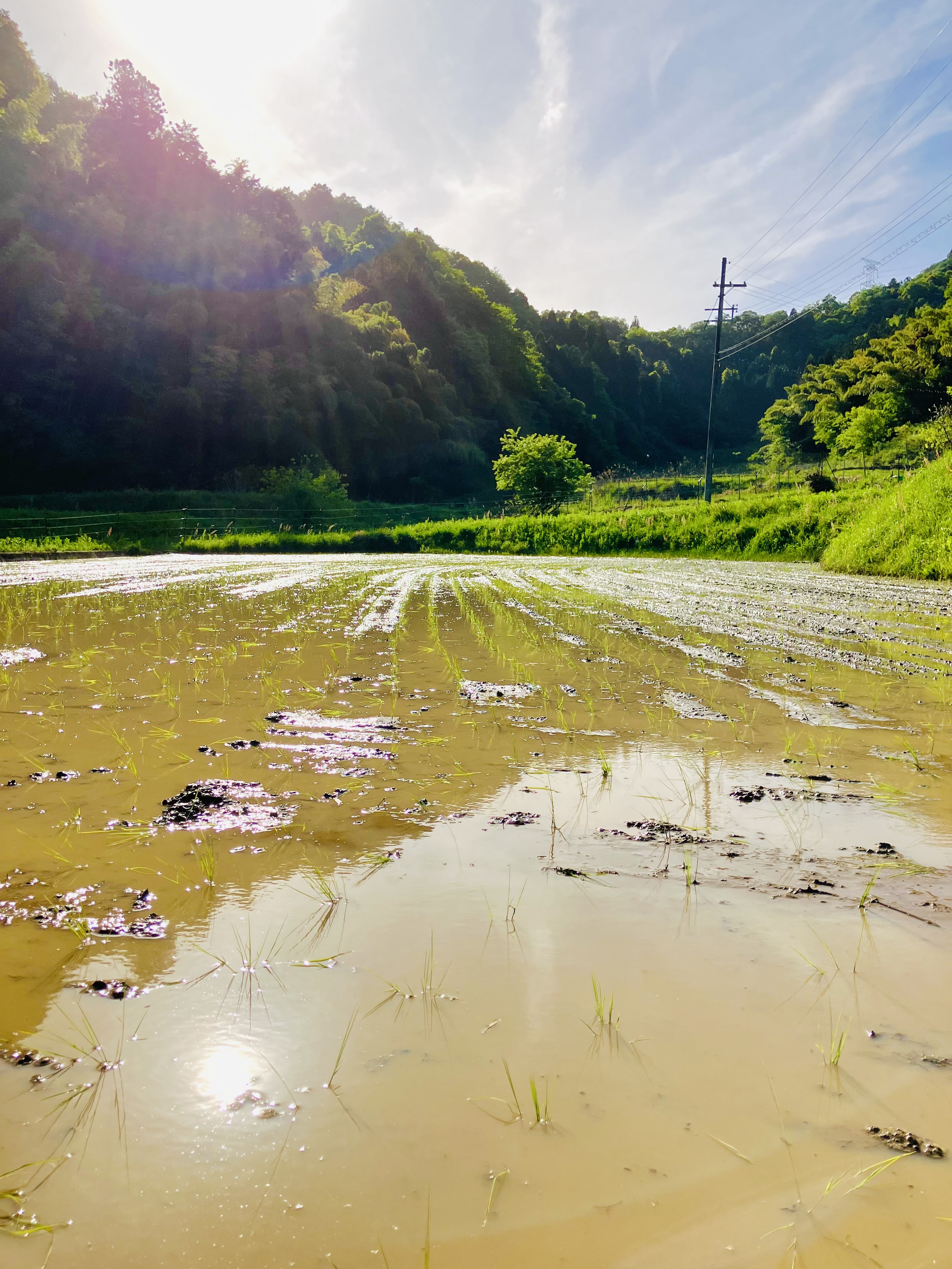 田植え開幕♬