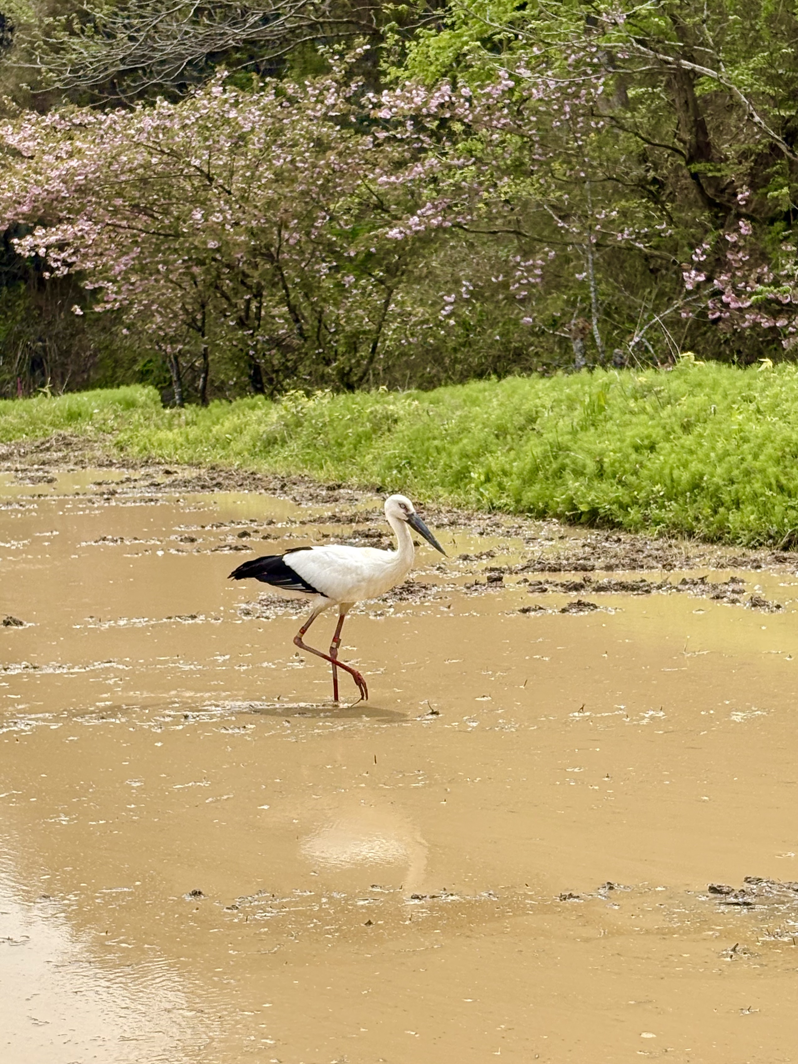 コウノトリ！