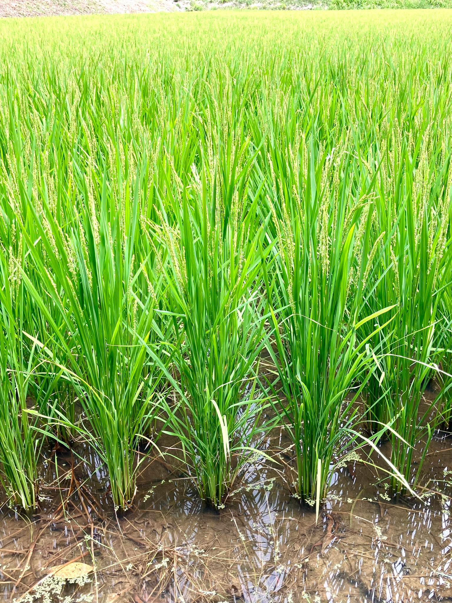 ミルキークイーン 穂揃い♬