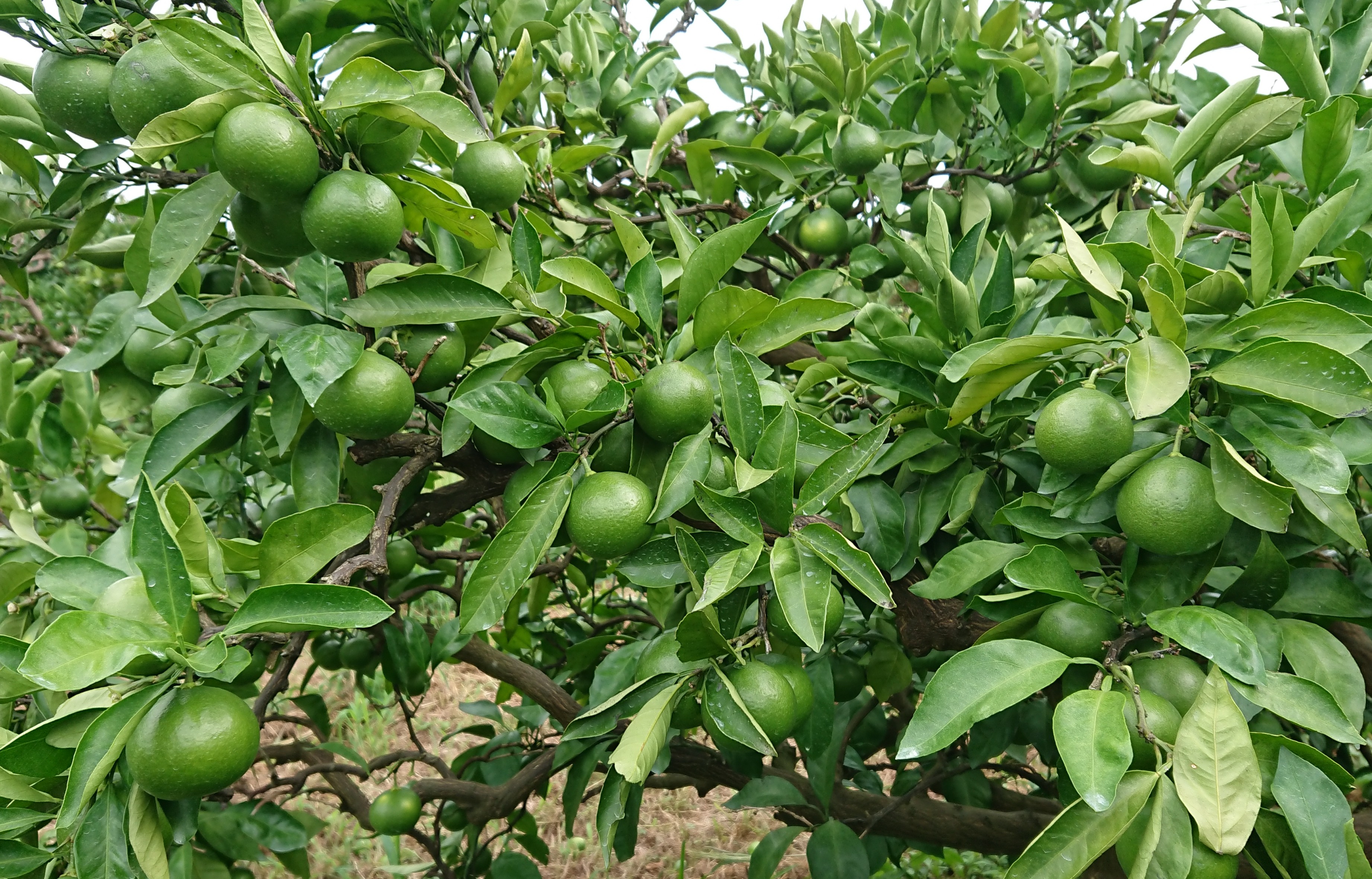 みかん農家の夏