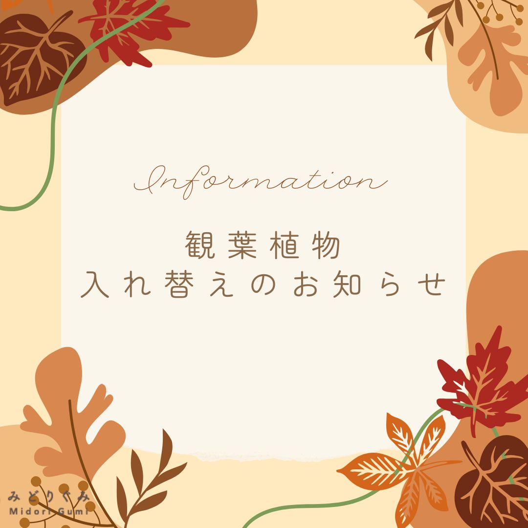 観葉植物入れ替えのお知らせ