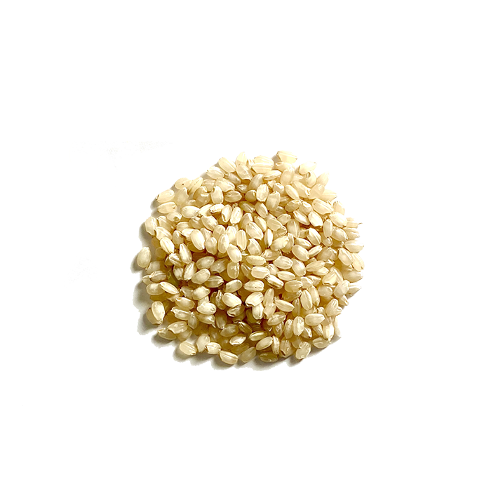 玄米デカフェに使われている「出羽燦燦」の玄米