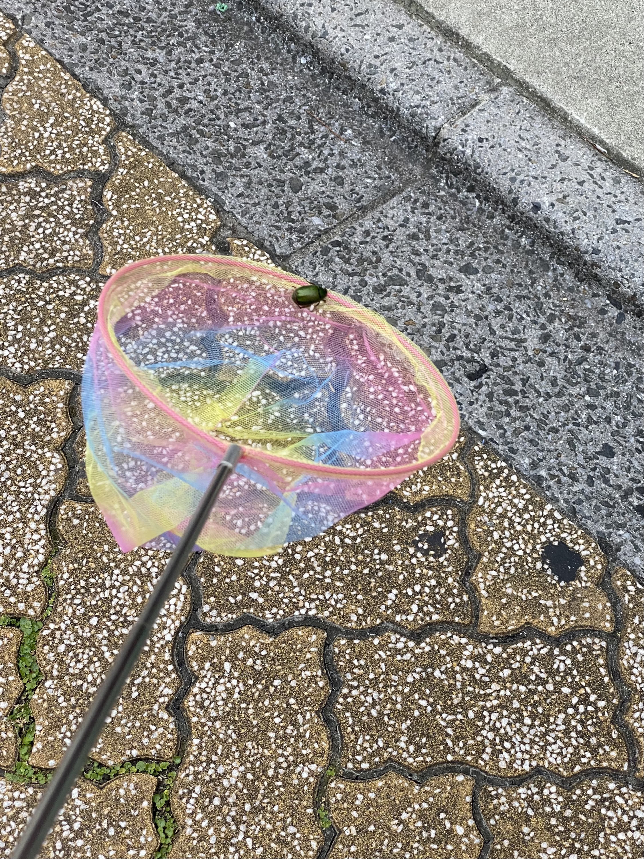 出てきてくれた！