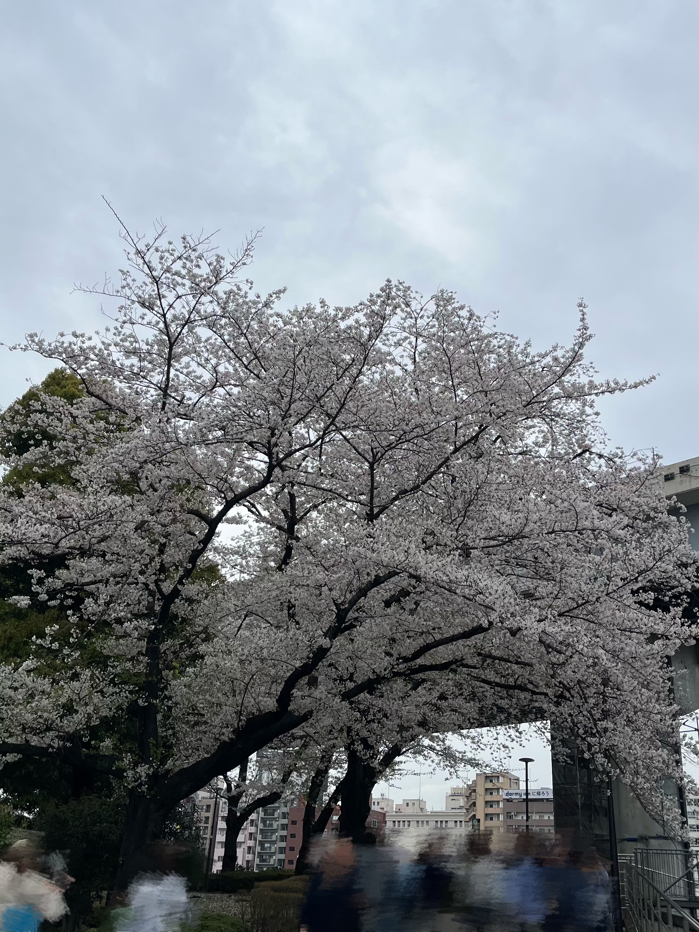 🌸見に行けました♡