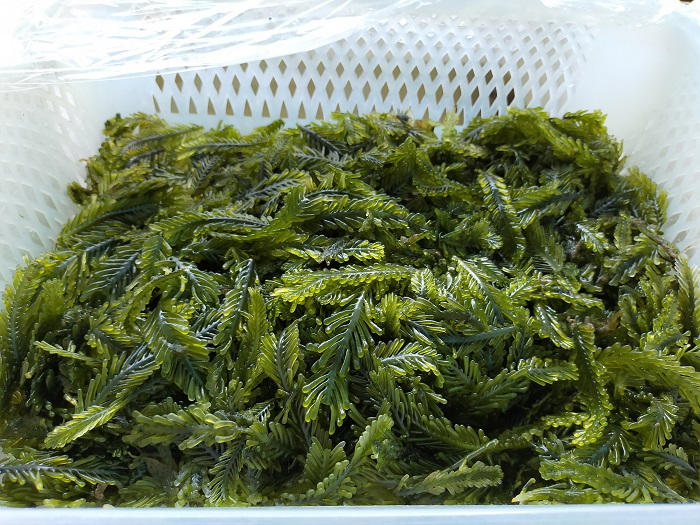 栄養素豊富な海ぶどう