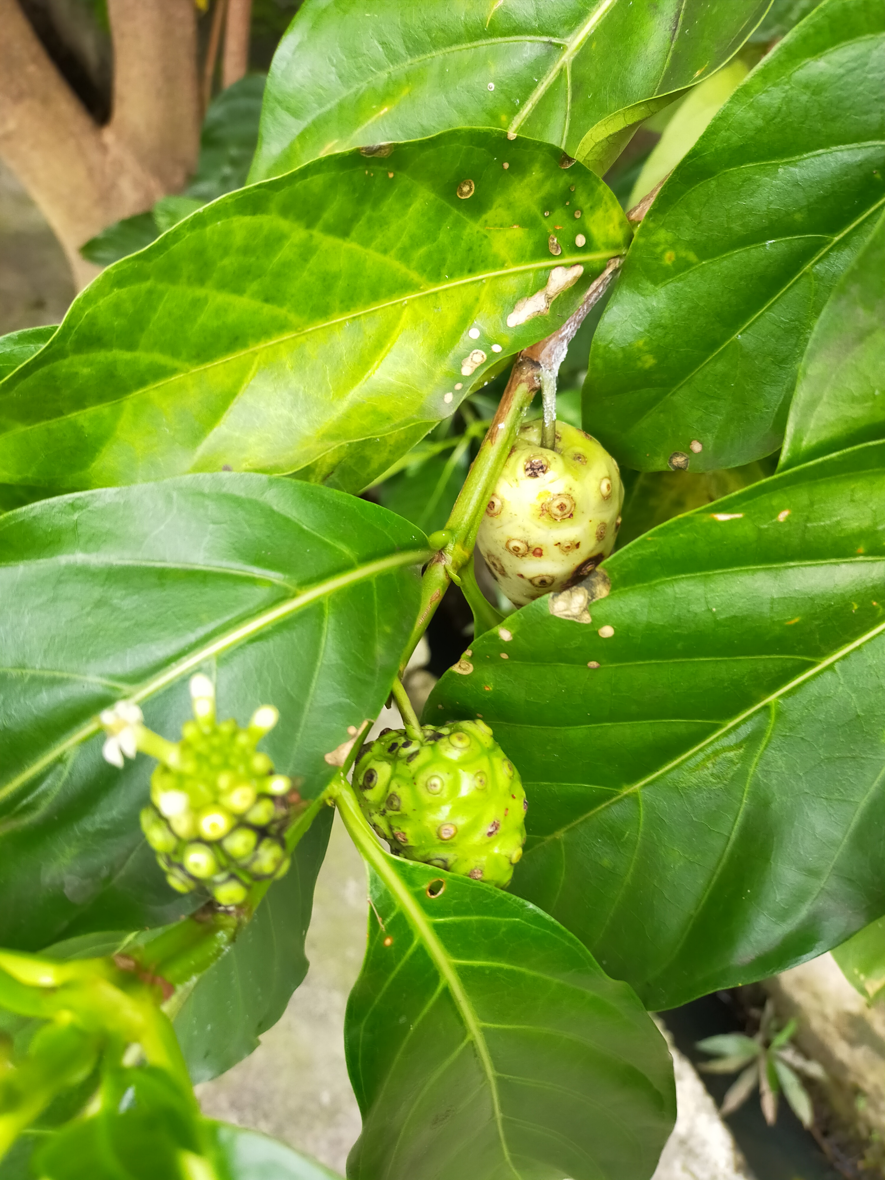 インドネシアの薬用植物