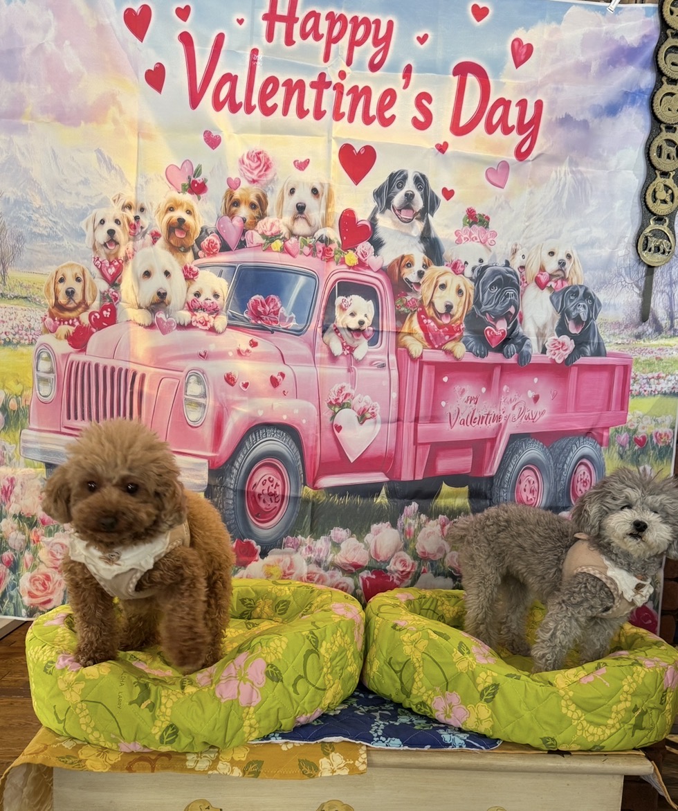 【サイズ比較】S・M・Lカドラーをビーグルさんが体験してくれました