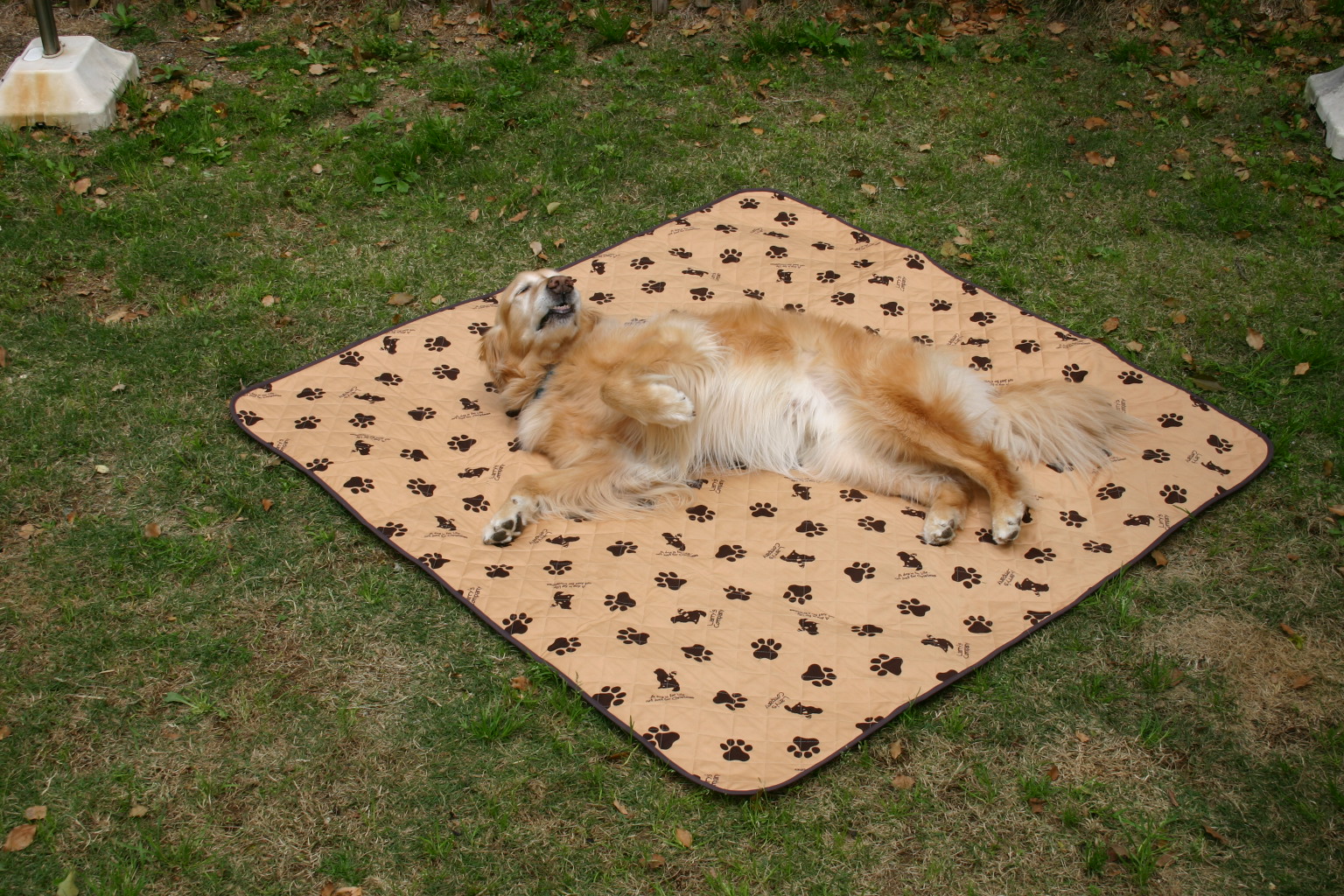 愛犬との旅や暮らしの必需品 防水ラリシー