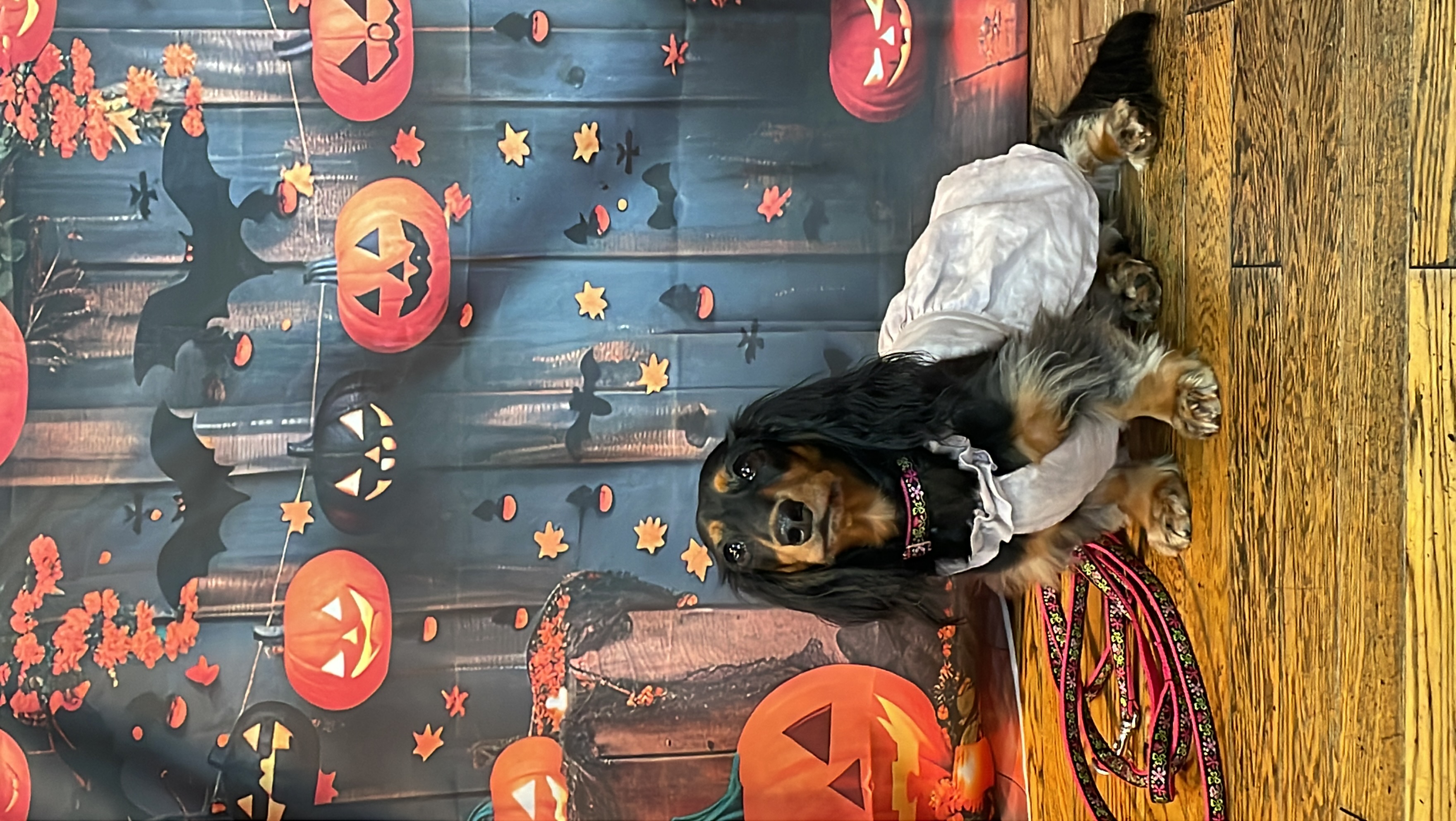 ハロウィンの撮影に夢中