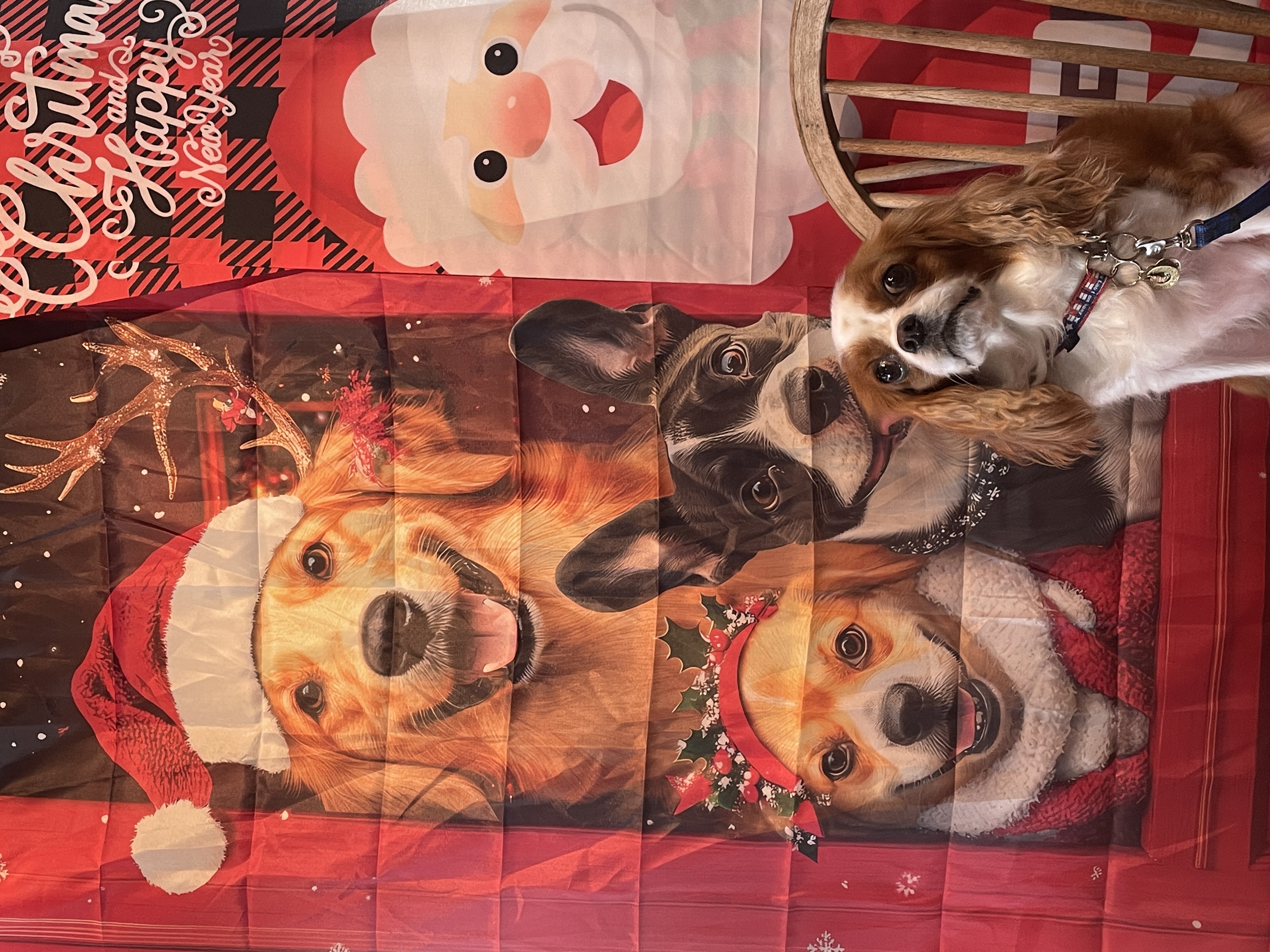 クリスマスホリデーに模様替え