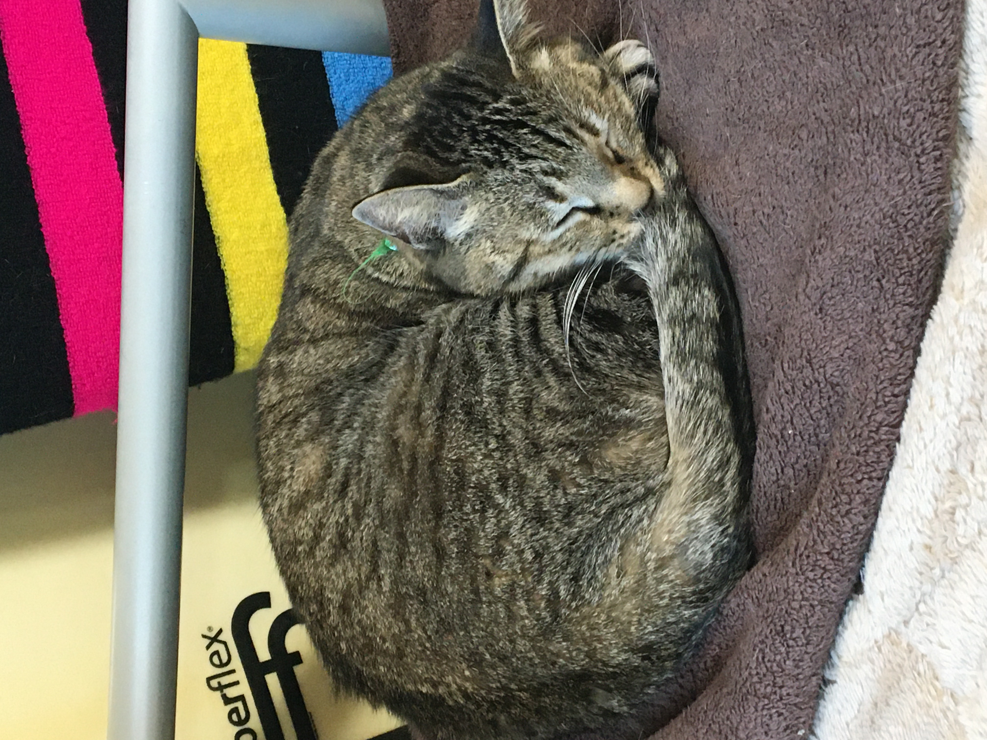 我が家の猫ちゃん