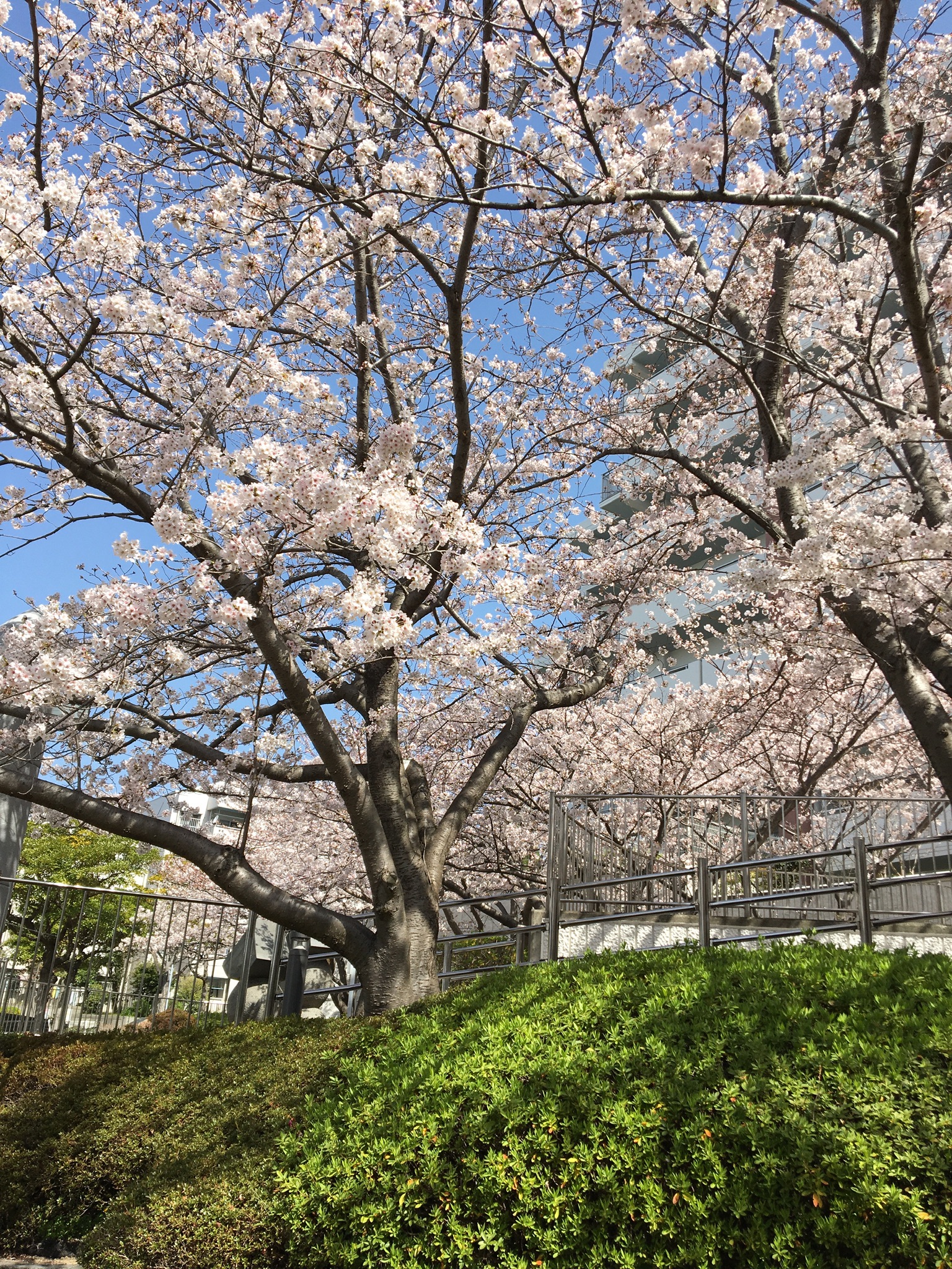 桜