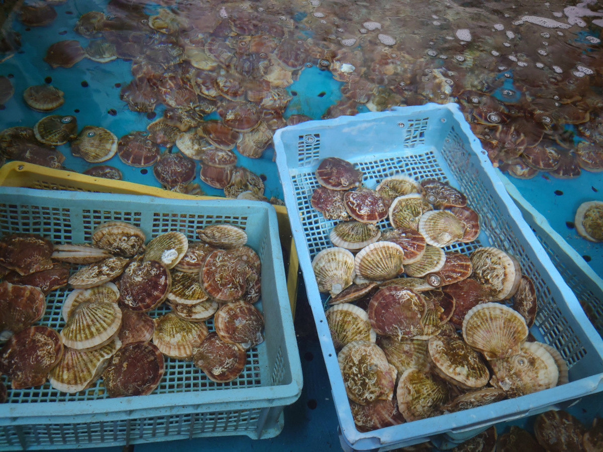 陸奥湾、平内町の養殖ほたて