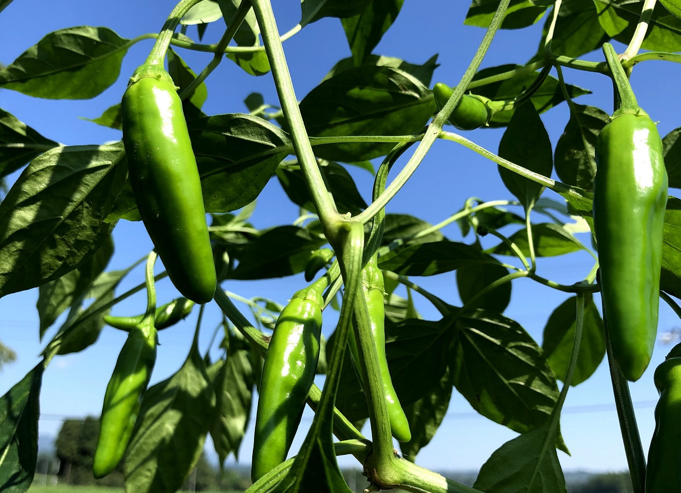 収穫までもう少し