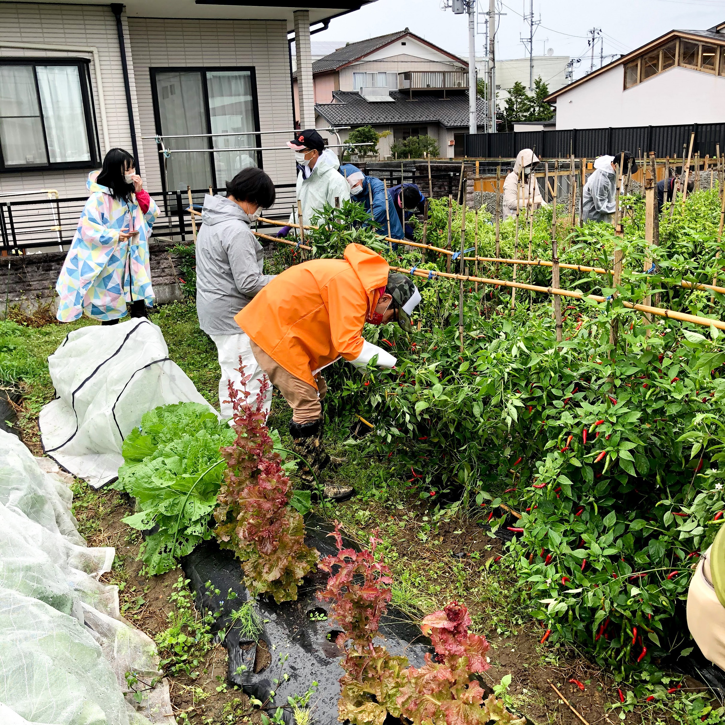 とうがらし収穫イベントの様子