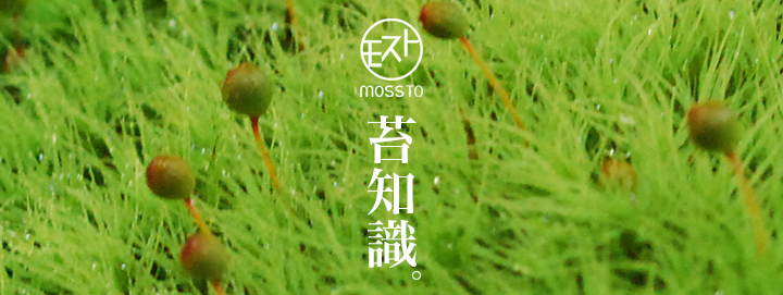 苔知識(About Moss)