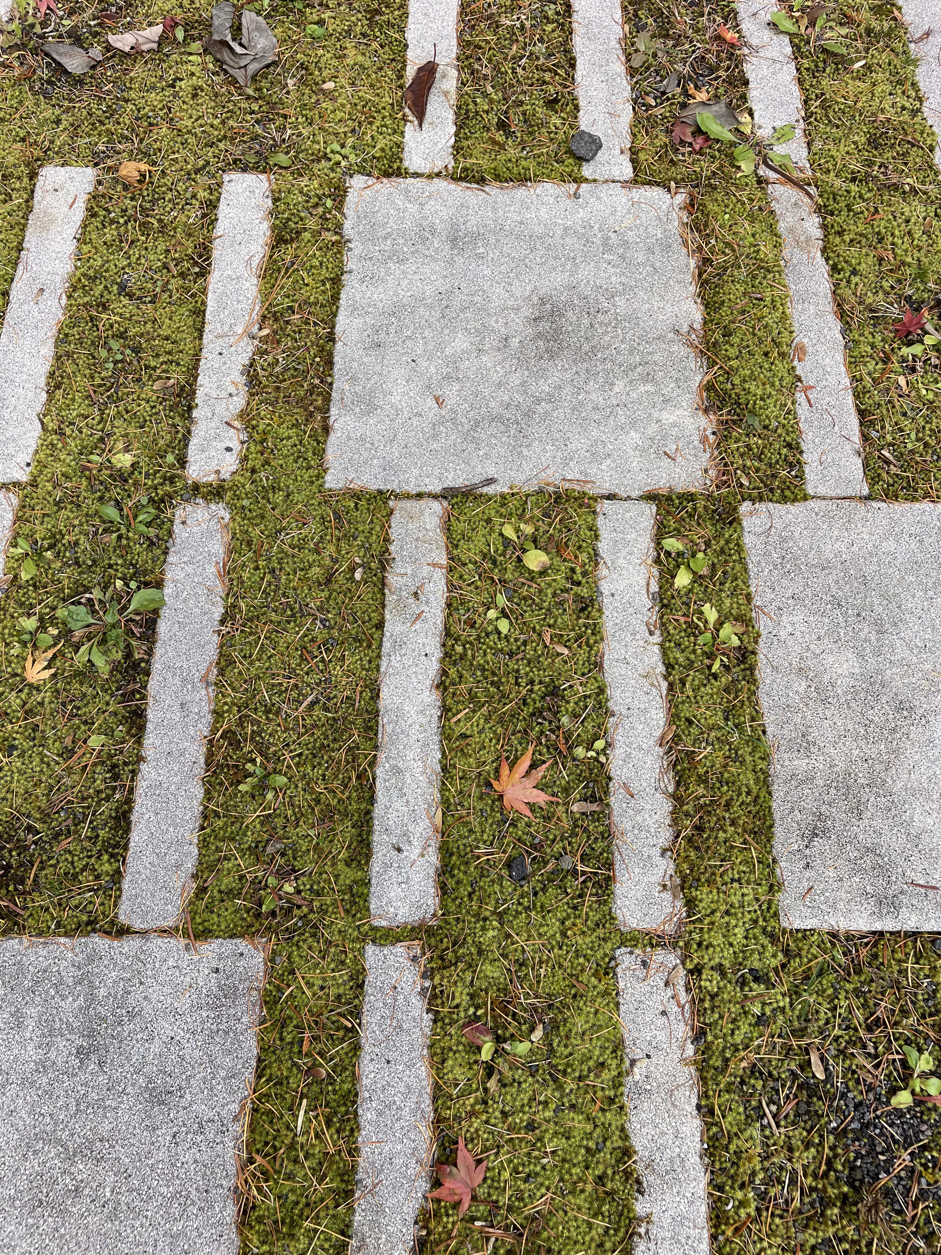 現場で苔を育て苔庭を造る方法について