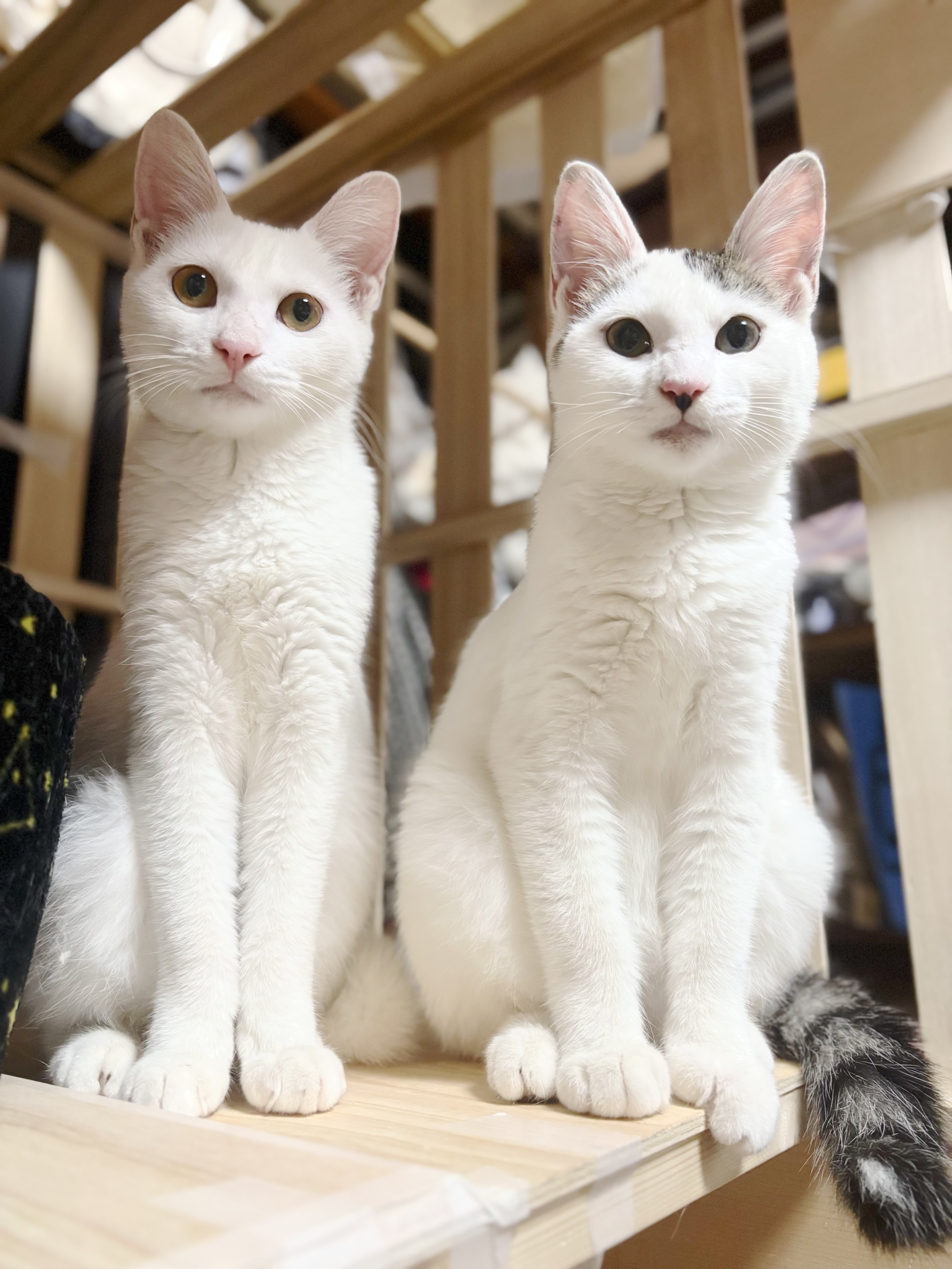 たいせつなお知らせ