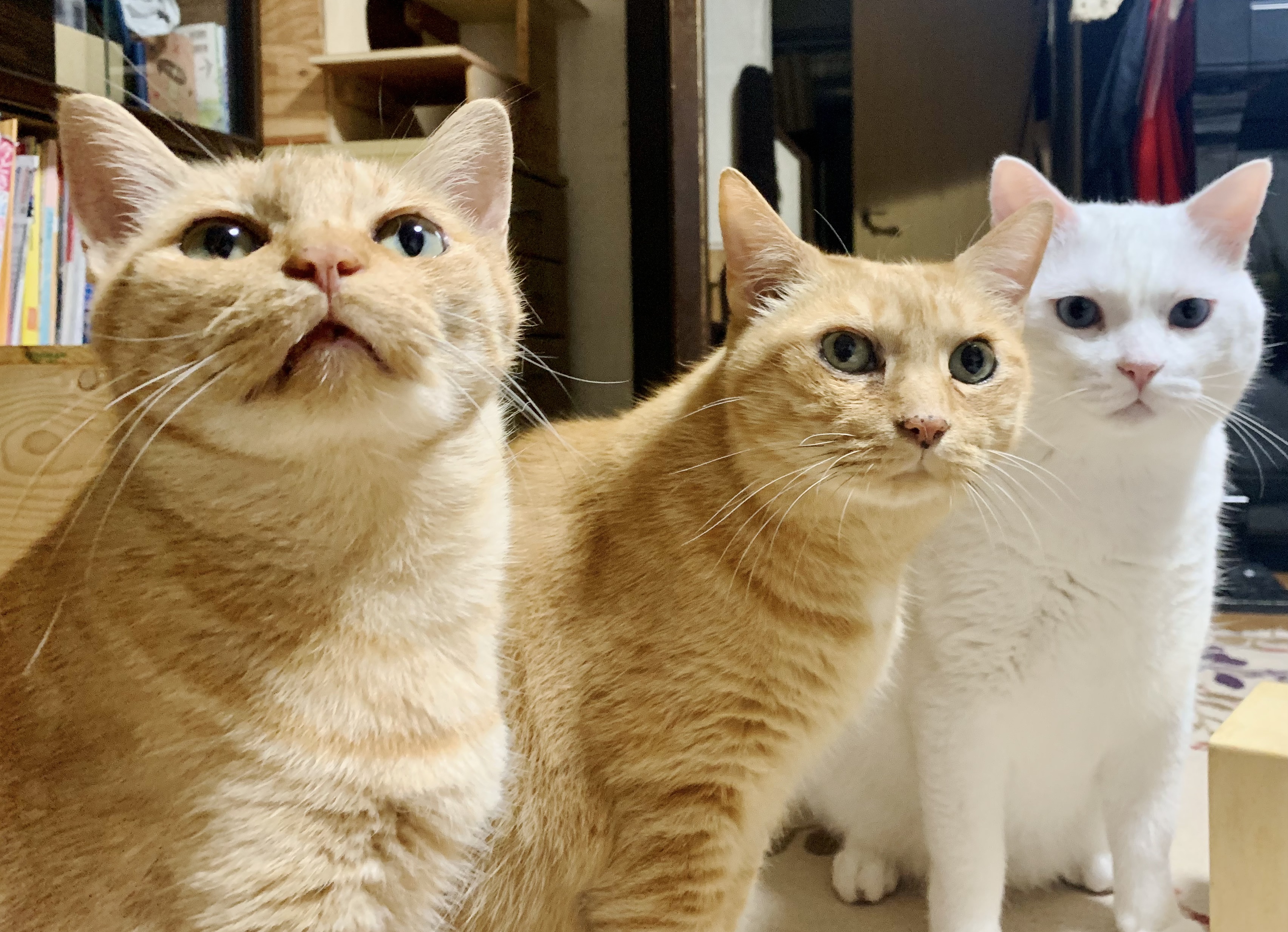 さて、ハッピーなお知らせをおひとつ。