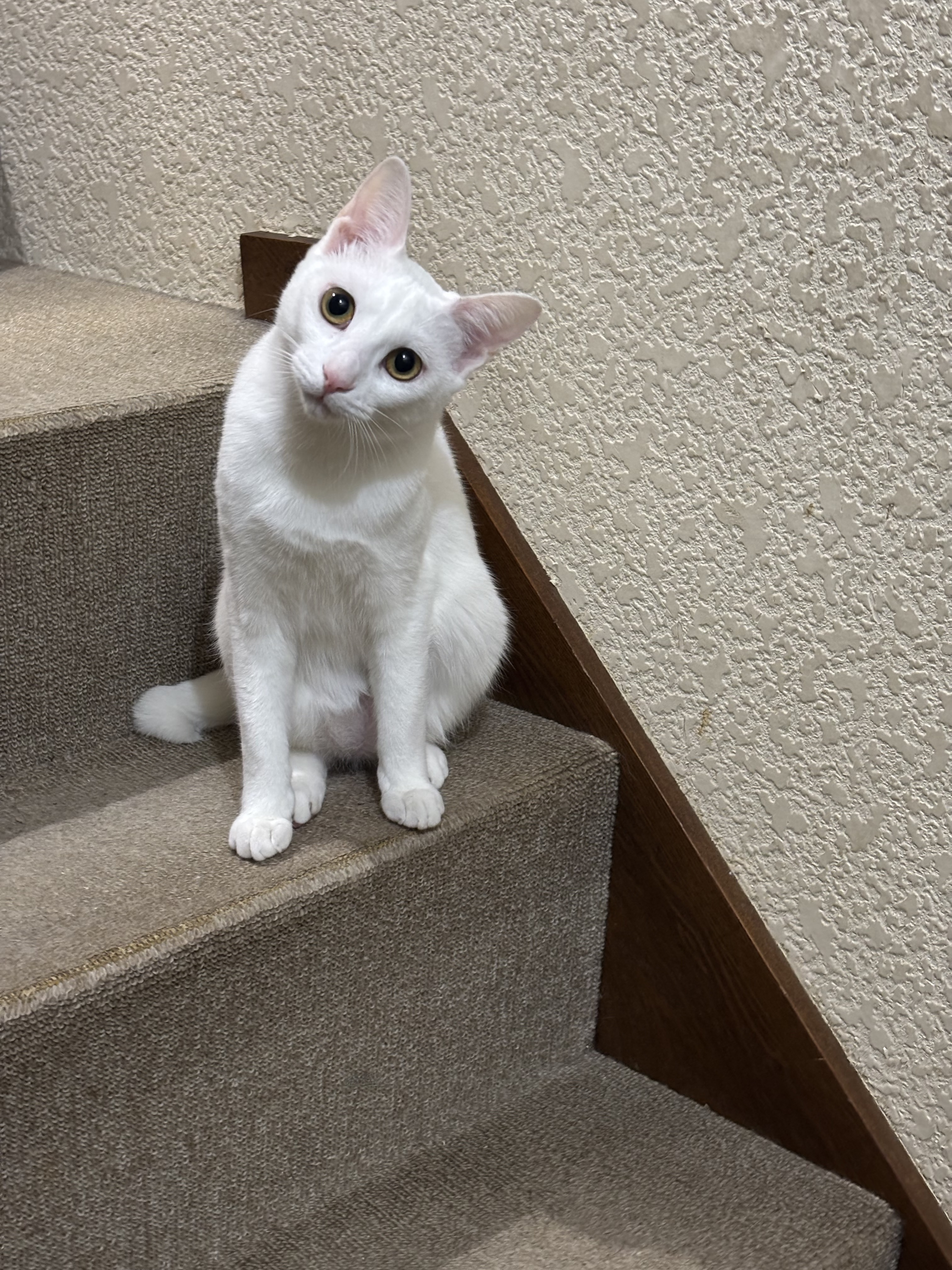 切羽詰まりすぎてパソコンと喧嘩