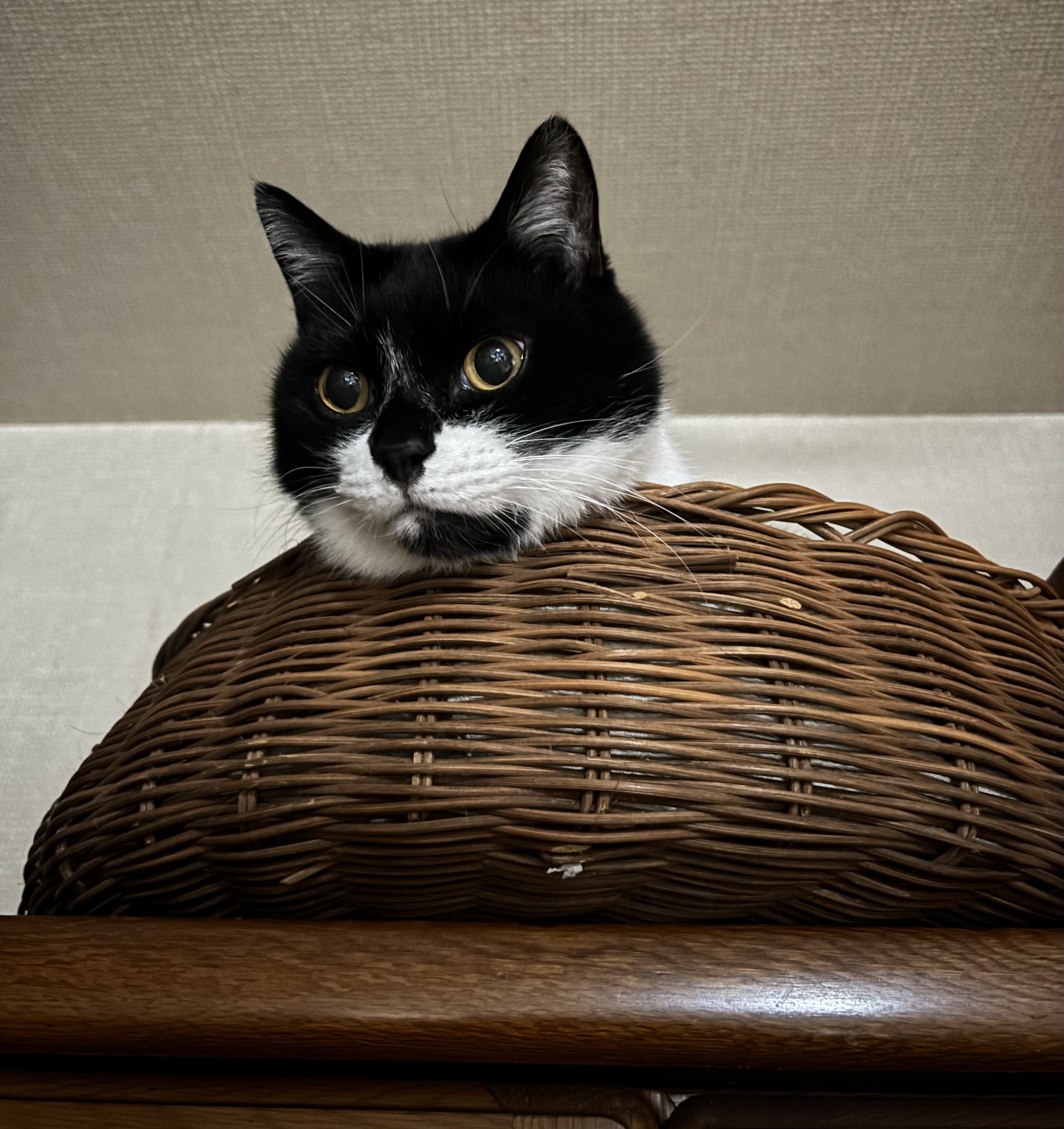 世田児の抜歯と猫エイズキャリアのこと