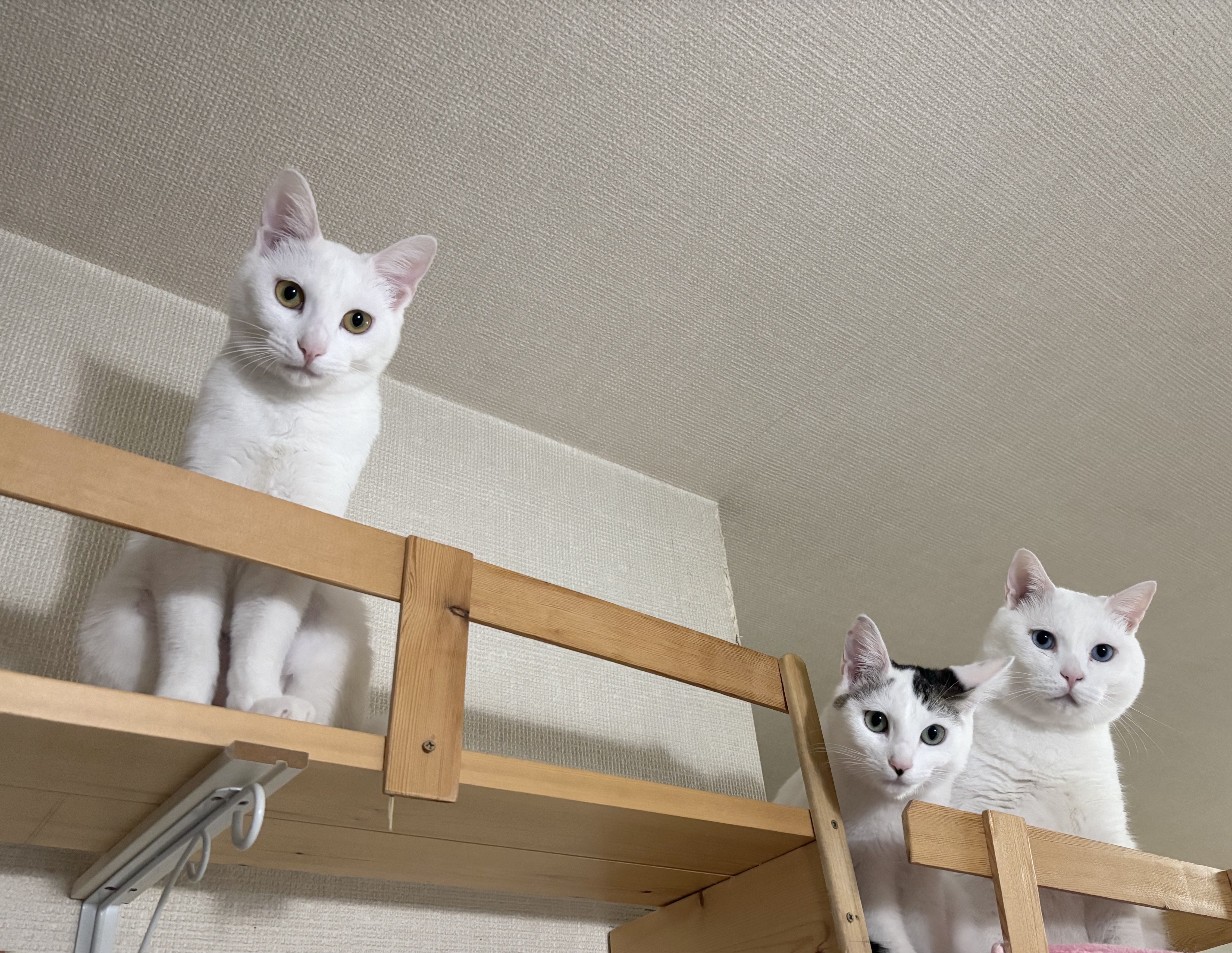 家族募集中を公開しました。