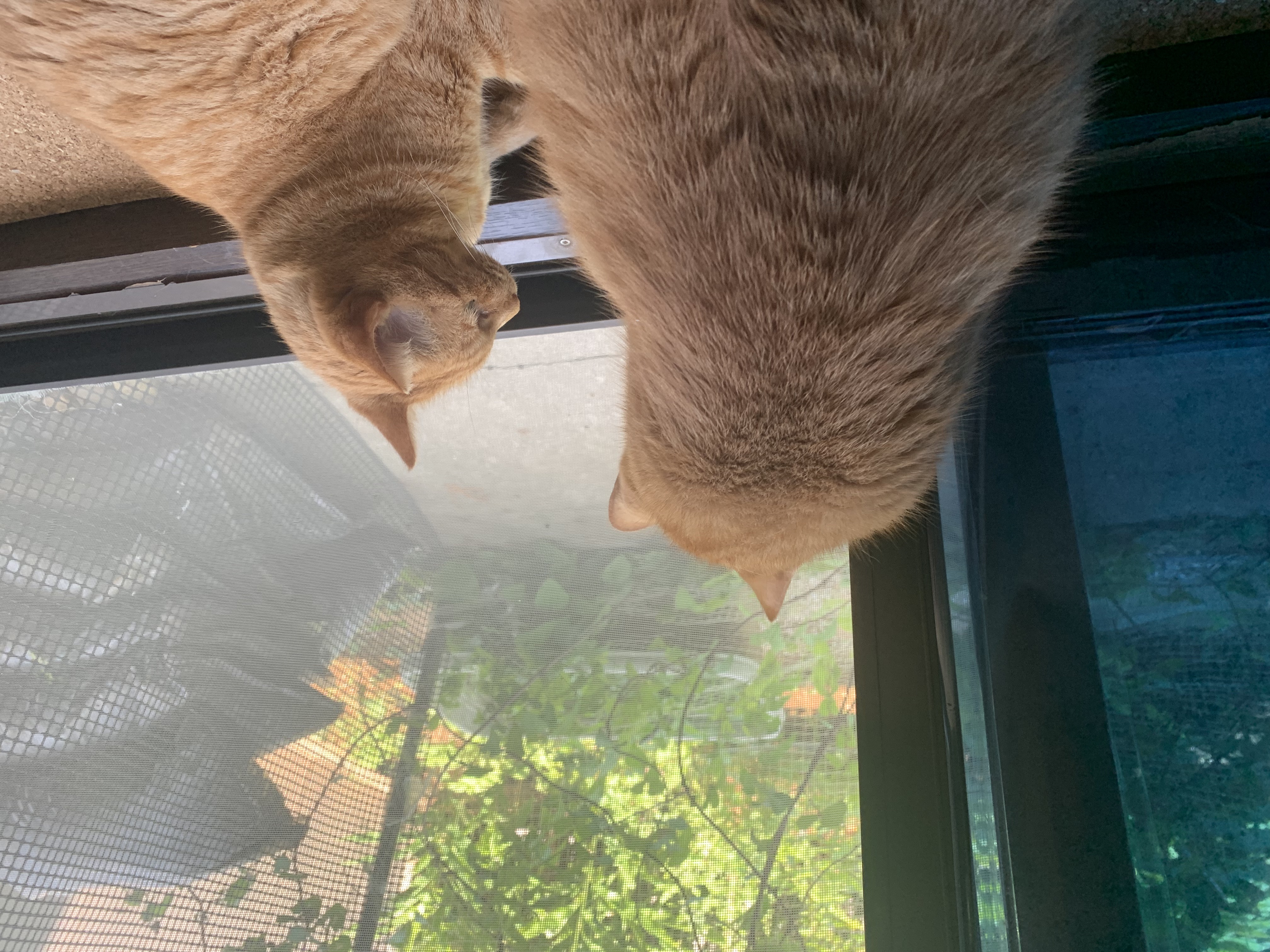 6月の寄付記録とわたしの愛猫活動