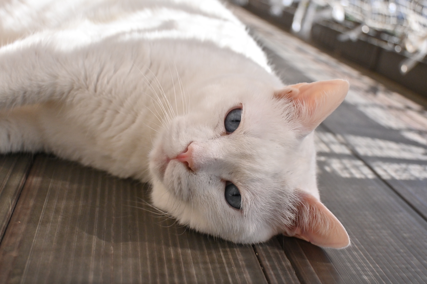 お休み期間を変更させていただきます