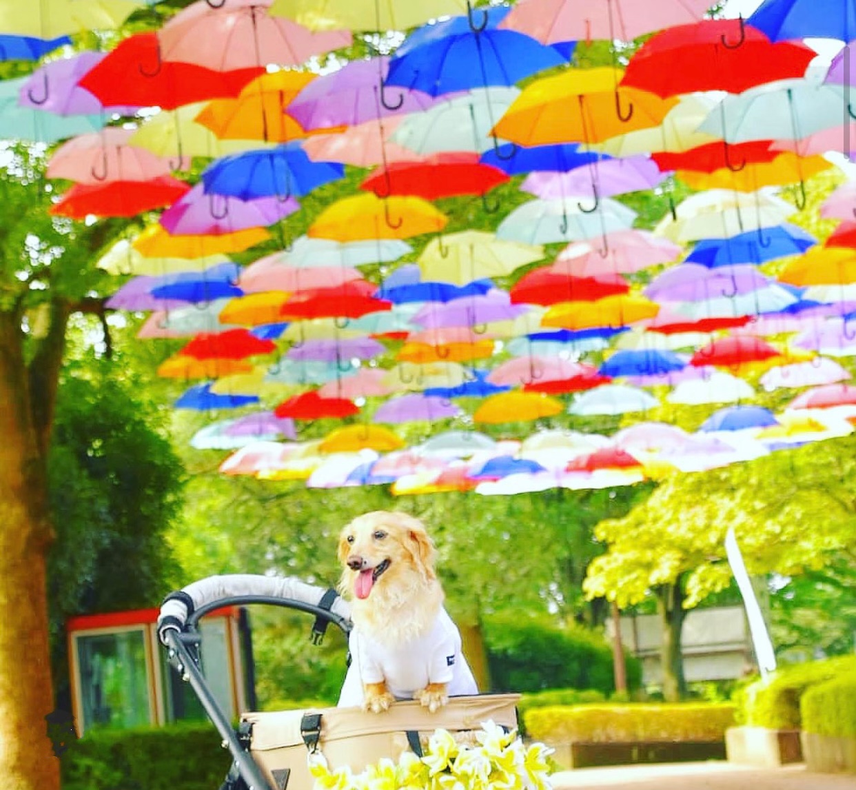 ティアロハレイは心のビタミン❤️