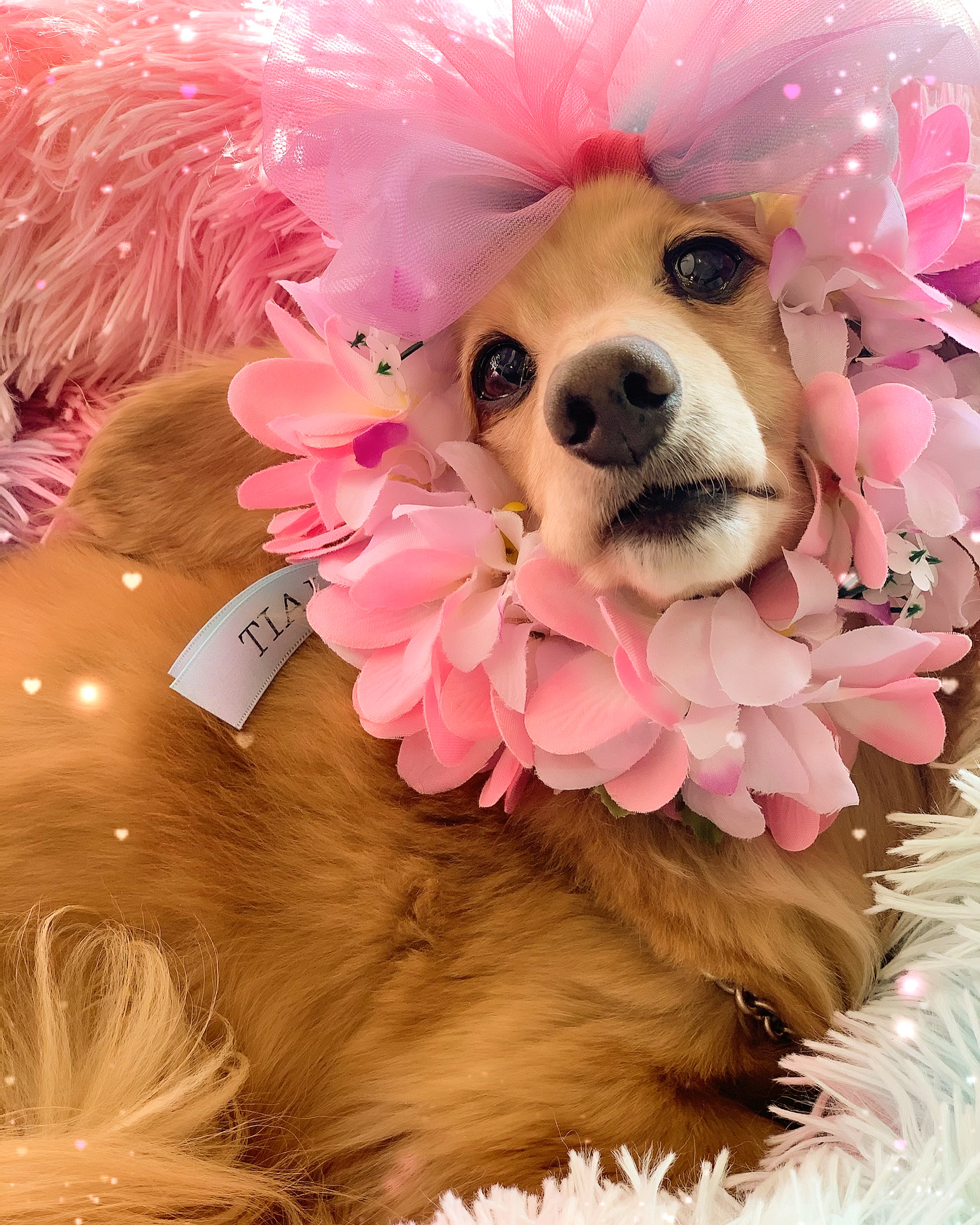 Instagramフォロワー様限定プチギフトプレゼント💗