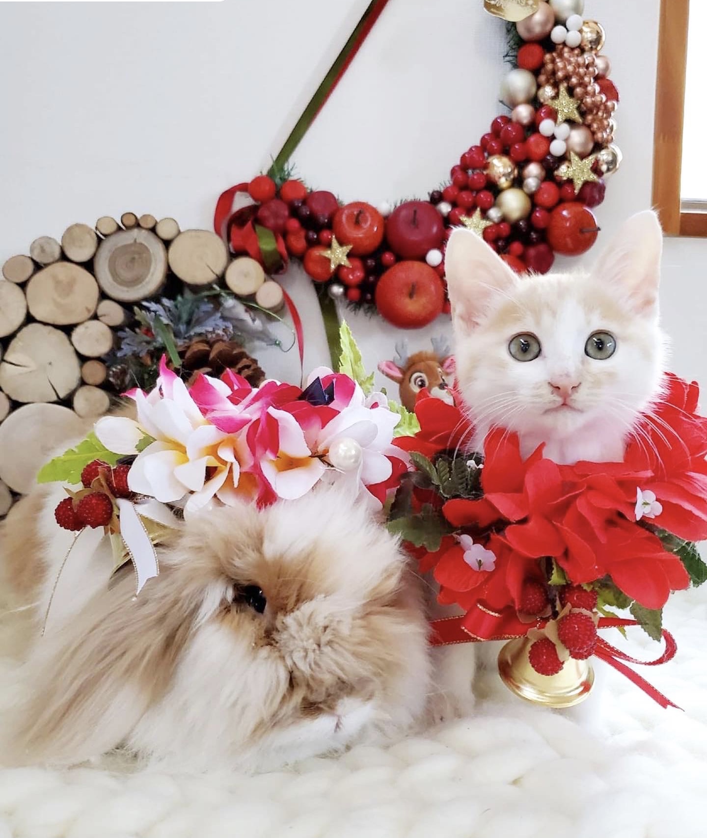 にゃんこやウサちゃんにも大人気❤️