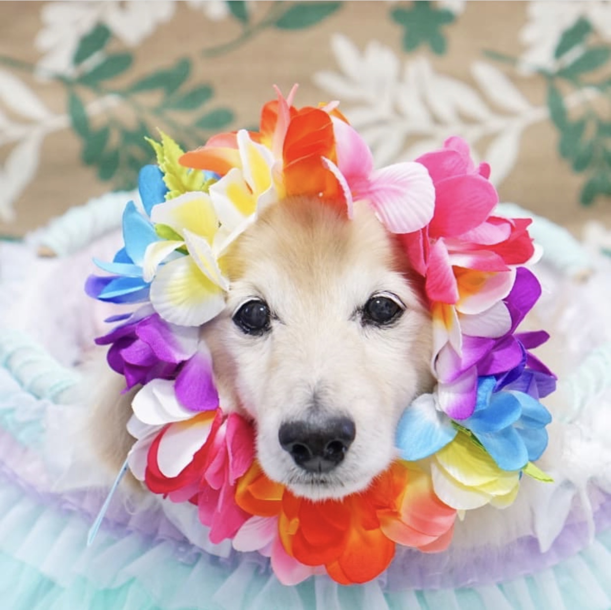 週末はアロハレインボー祭り🌈