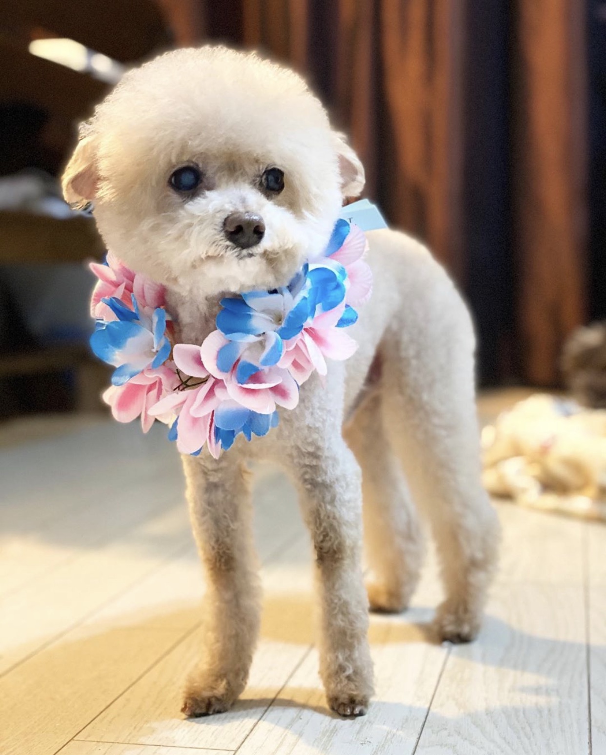 トイプー界にも進出❤️